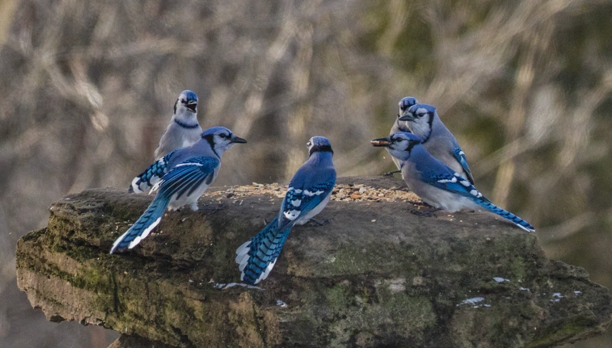 シカゴでバードウォッチング！】 Blue Jay アオカケス｜ローリー