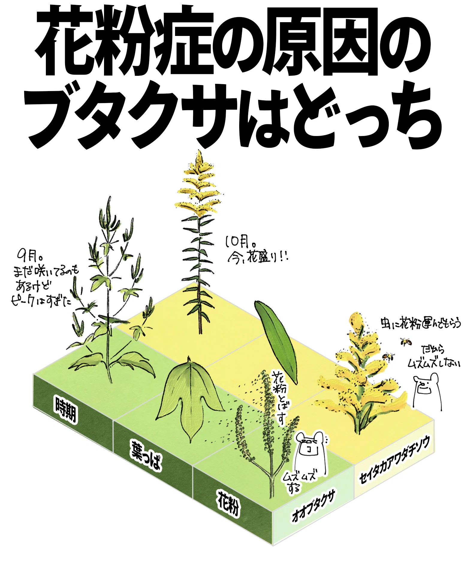 ブタクサ セイタカアワダチ ソウ 違い