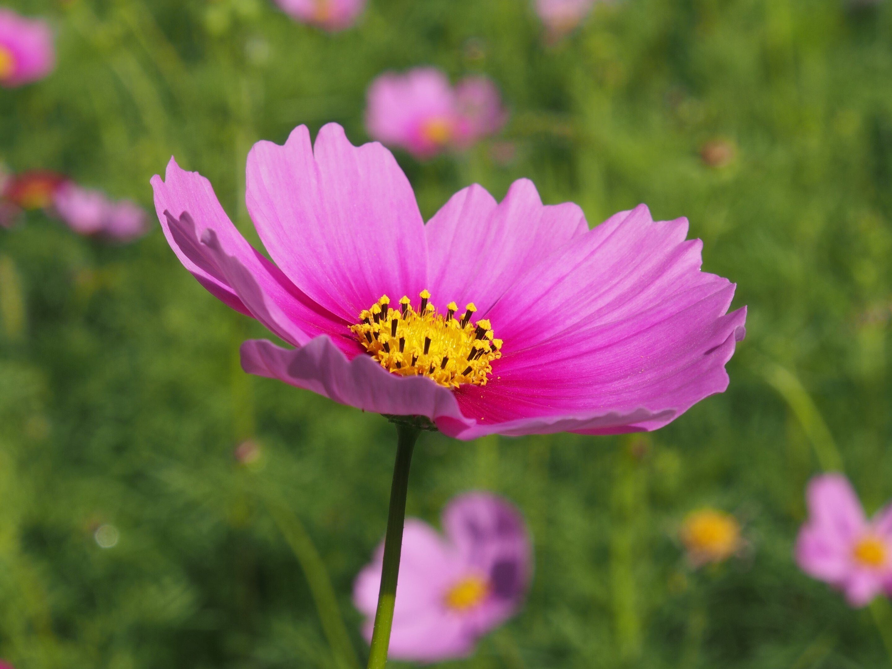 尼崎市 武庫川髭の渡しコスモス園2024年11月4日【コスモス】｜レタス