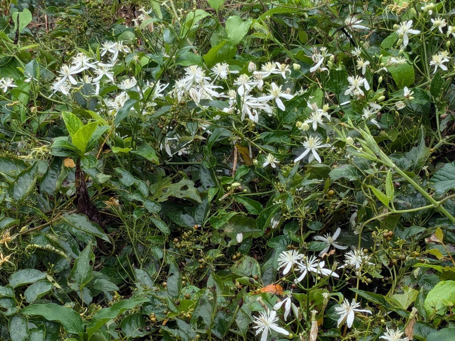 センニンソウ 有毒危険！でも不作の時はなんとか食べられてた