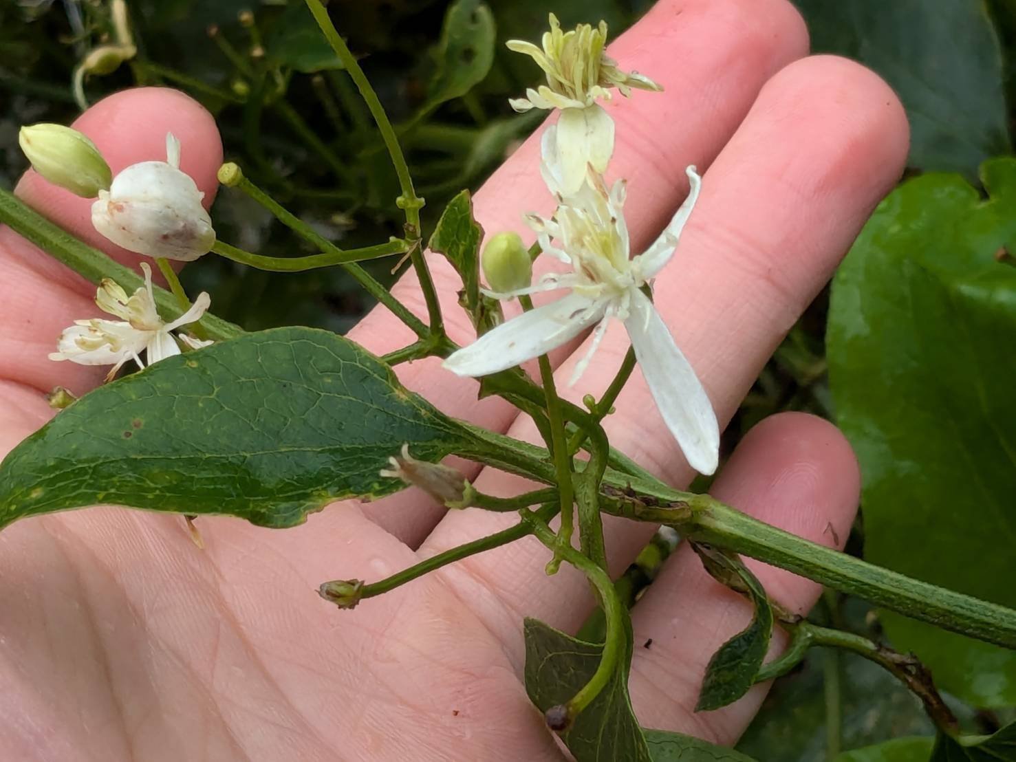 センニンソウ他　野の花　ご確認用 センニンソウ 有毒危険！でも不作の時はなんとか食べられてた