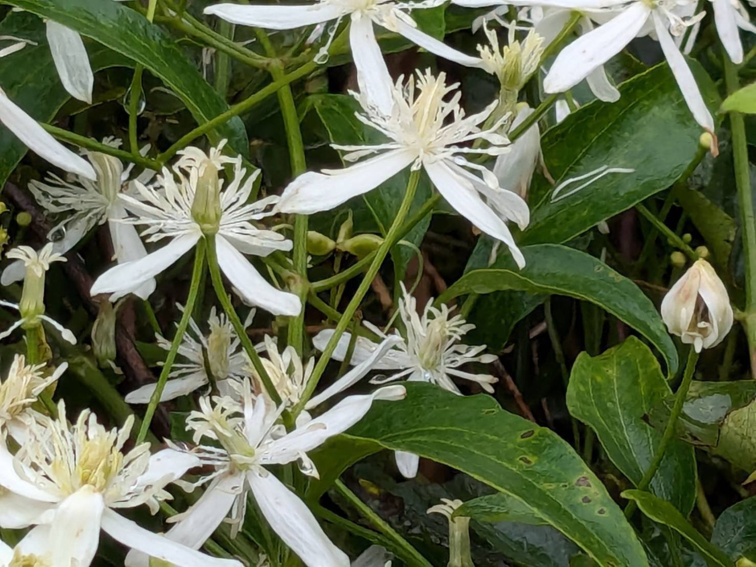 センニンソウ 有毒危険！でも不作の時はなんとか食べられてた野草｜ぜん
