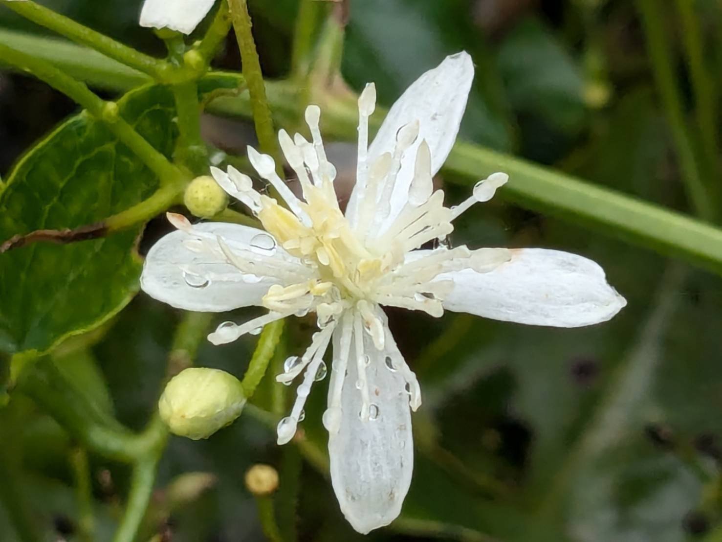 センニンソウ 有毒危険！でも不作の時はなんとか食べられてた野草｜ぜん
