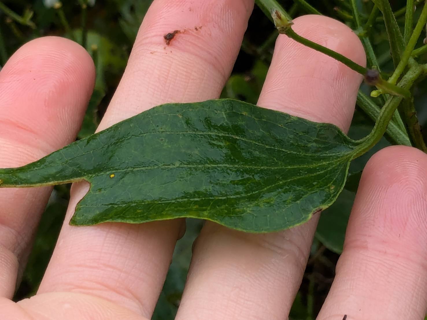 センニンソウ 有毒危険！でも不作の時はなんとか食べられてた野草｜ぜん