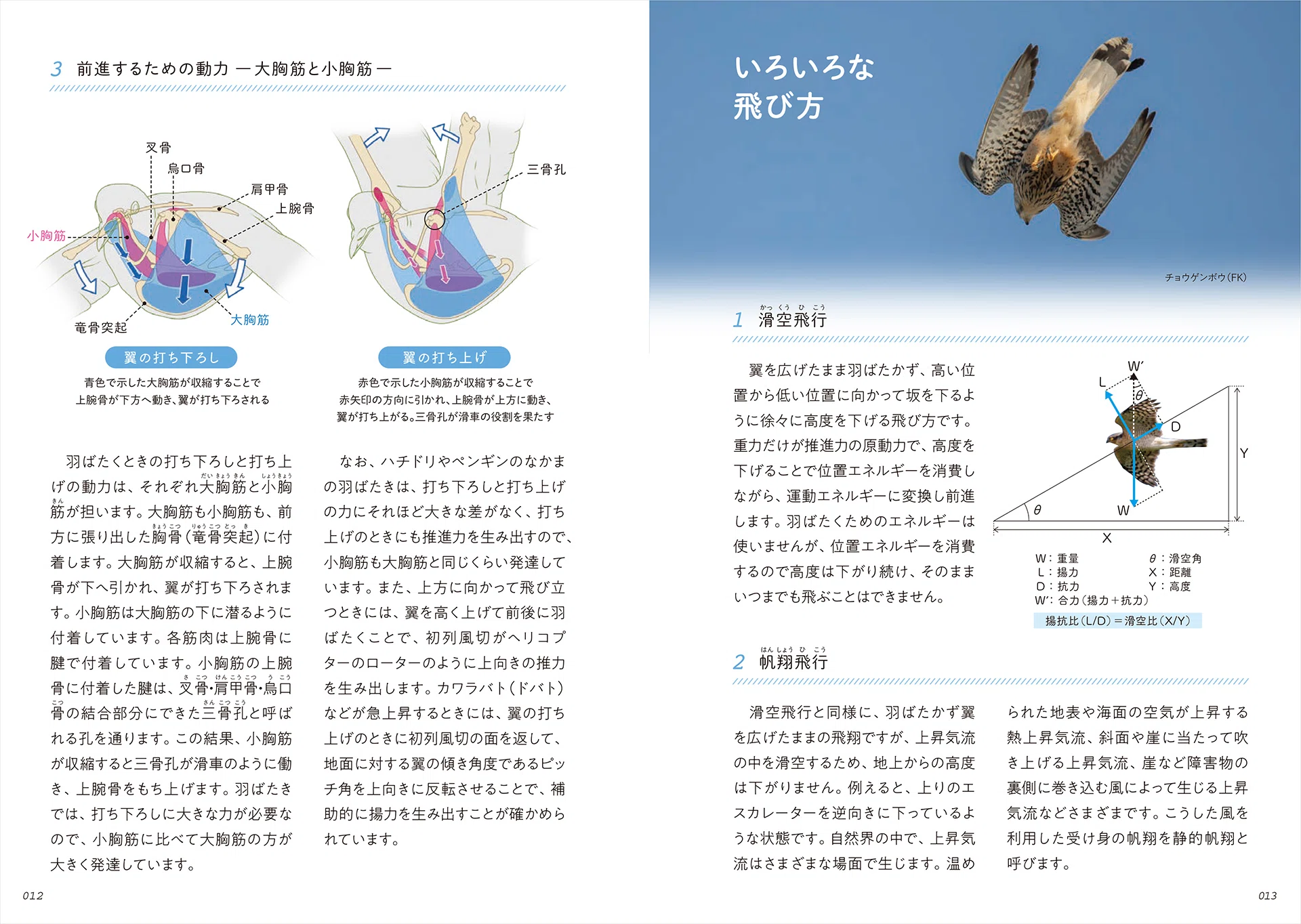 A First in History! A Magnificent Wild Bird Field Guide Where