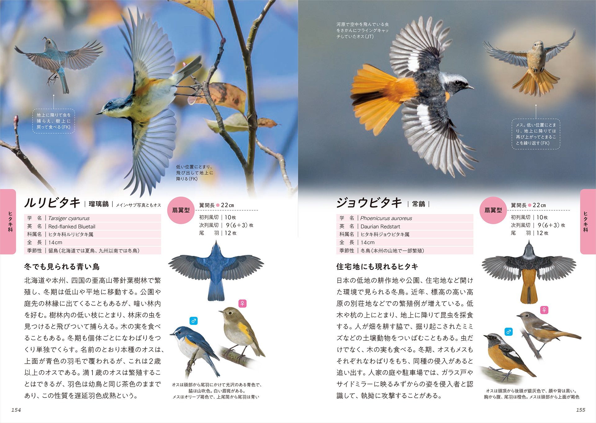 史上初！掲載種すべてが飛翔写真の、華麗な野鳥図鑑｜ブンイチ