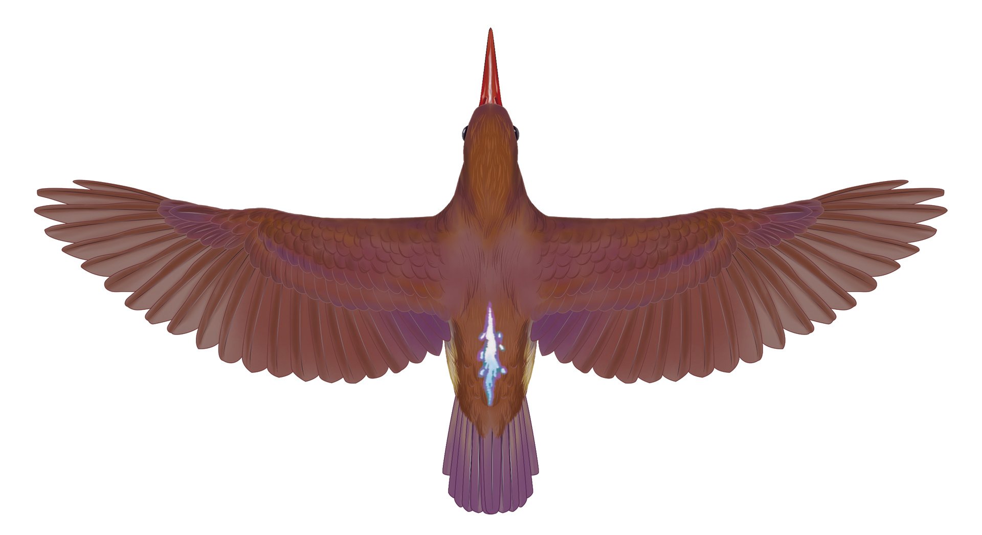 史上初！掲載種すべてが飛翔写真の、華麗な野鳥図鑑｜ブンイチ（文一