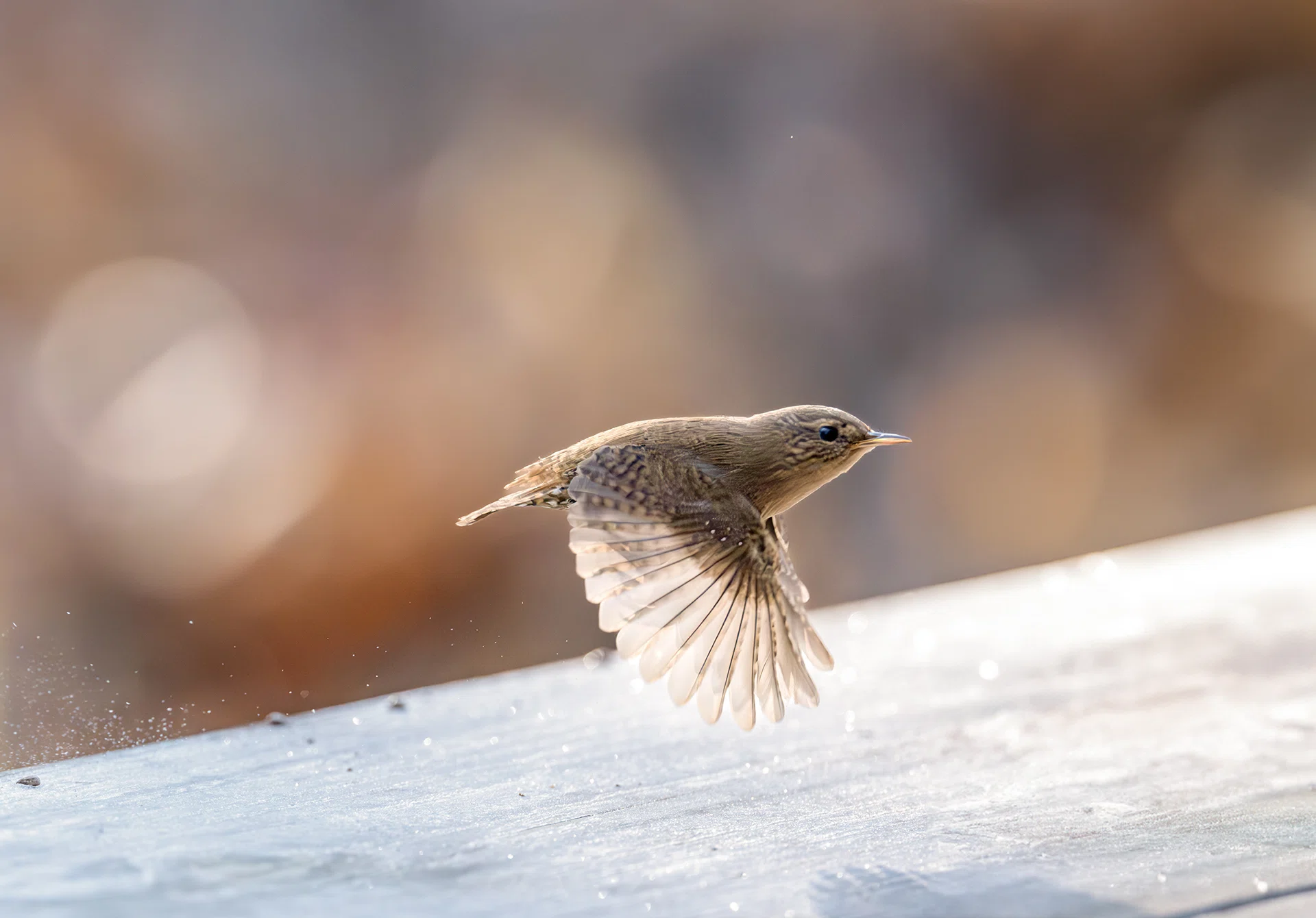 史上初！掲載種すべてが飛翔写真の、華麗な野鳥図鑑｜ブンイチ（文一