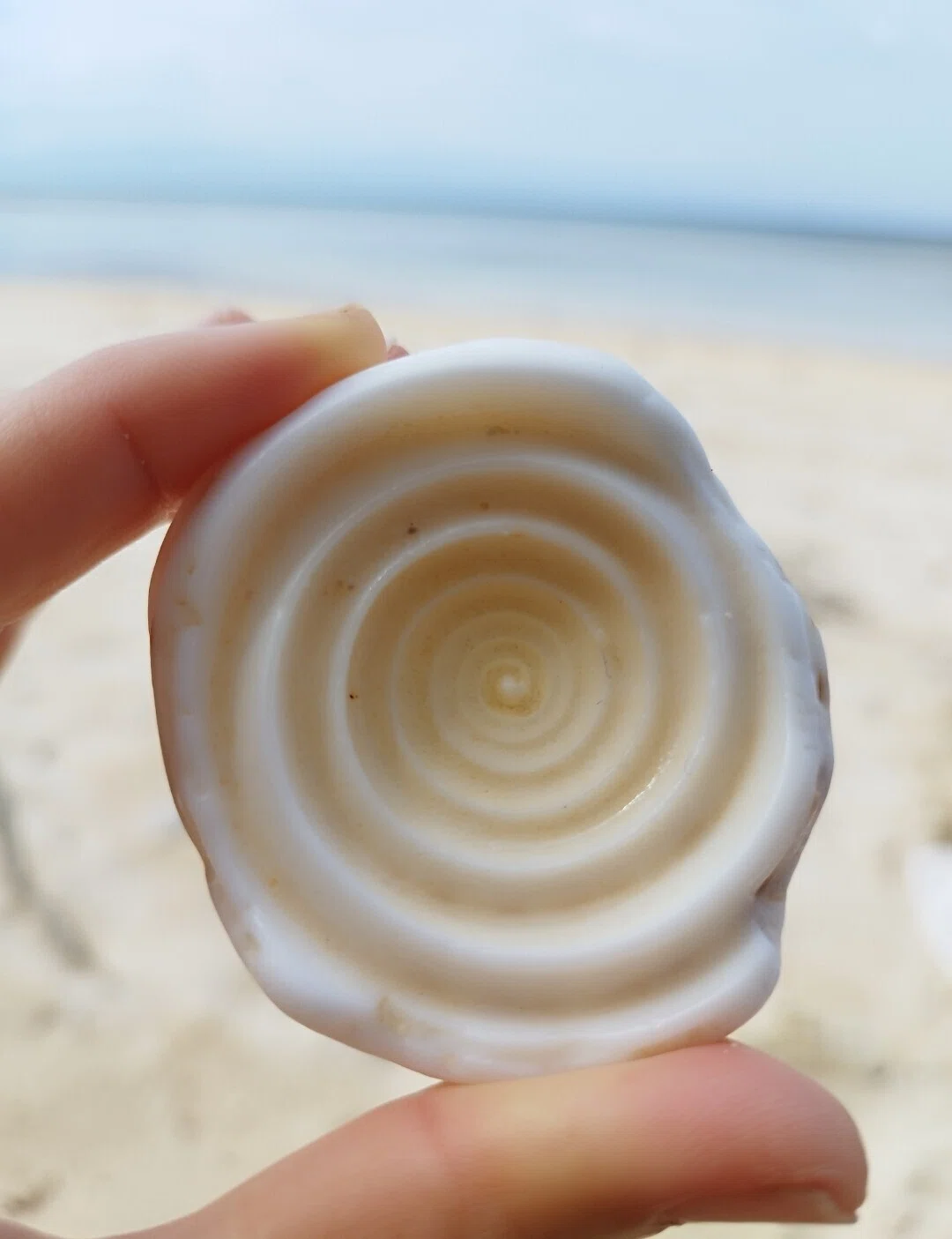 わたしと貝の神秘との出逢い｜shellmania ∞ shellwing