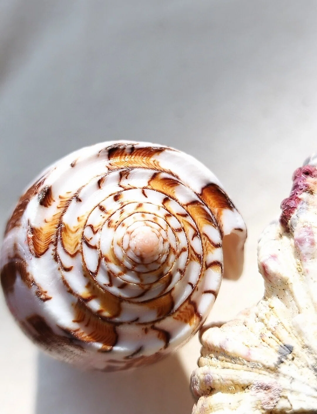 わたしと貝の神秘との出逢い｜shellmania ∞ shellwing