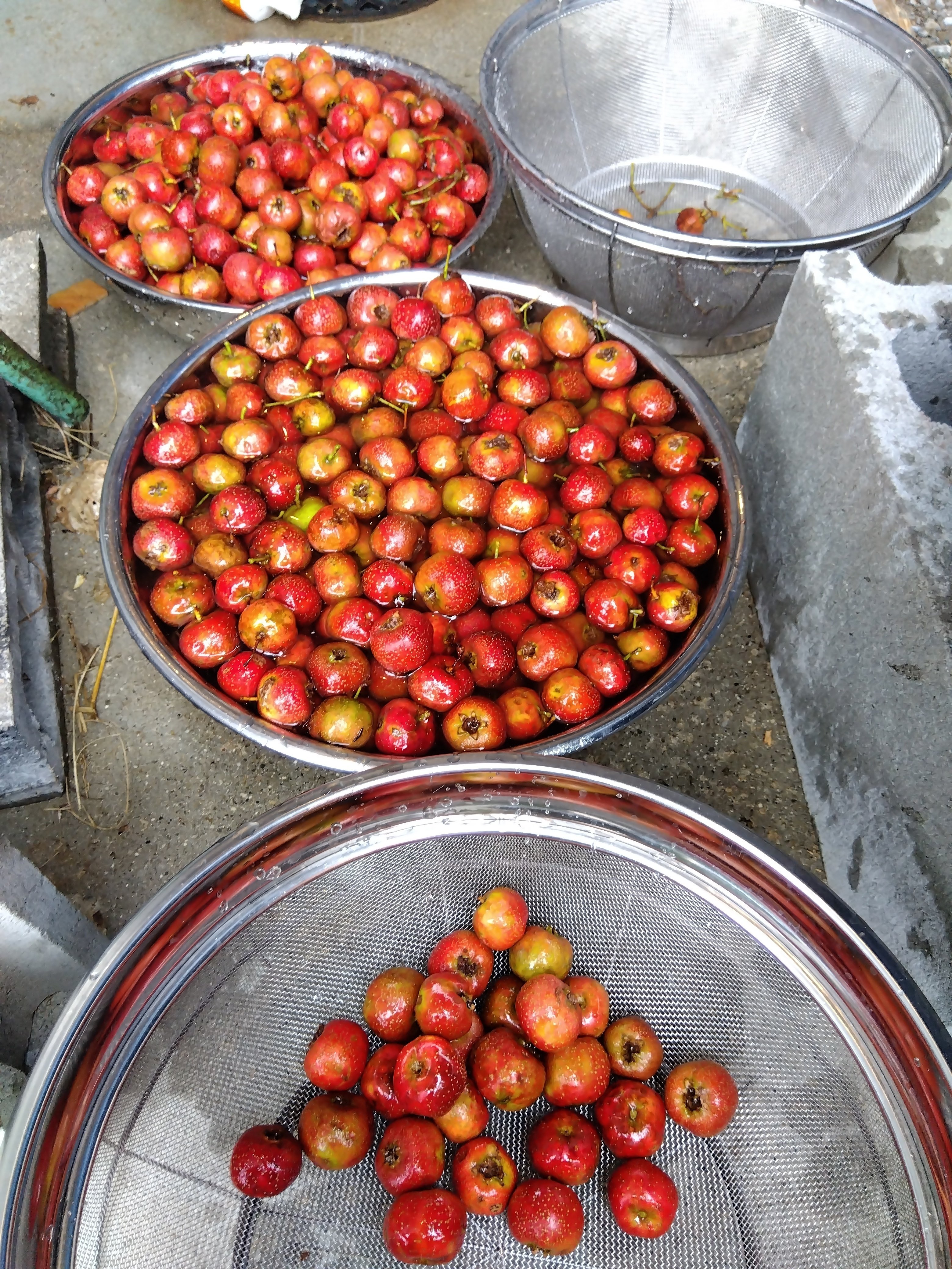 ルビーサンザシ 実沢山なってます サンザシの実｜なおちか