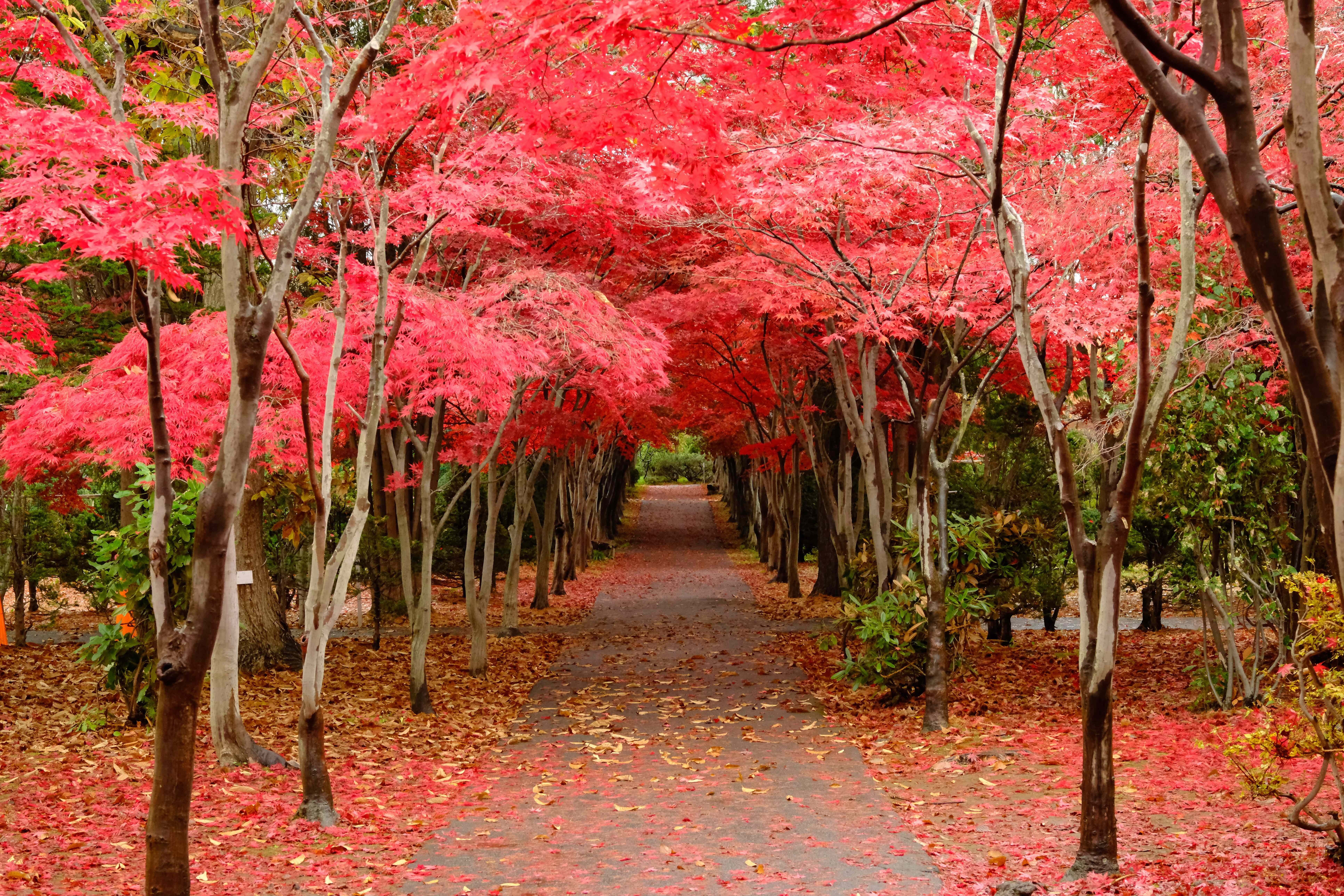 富士フィルム ■画像処理ソフト/MAC FUJIFILM X-T5】紅葉撮影での現像ソフト対決！ そしてMacを