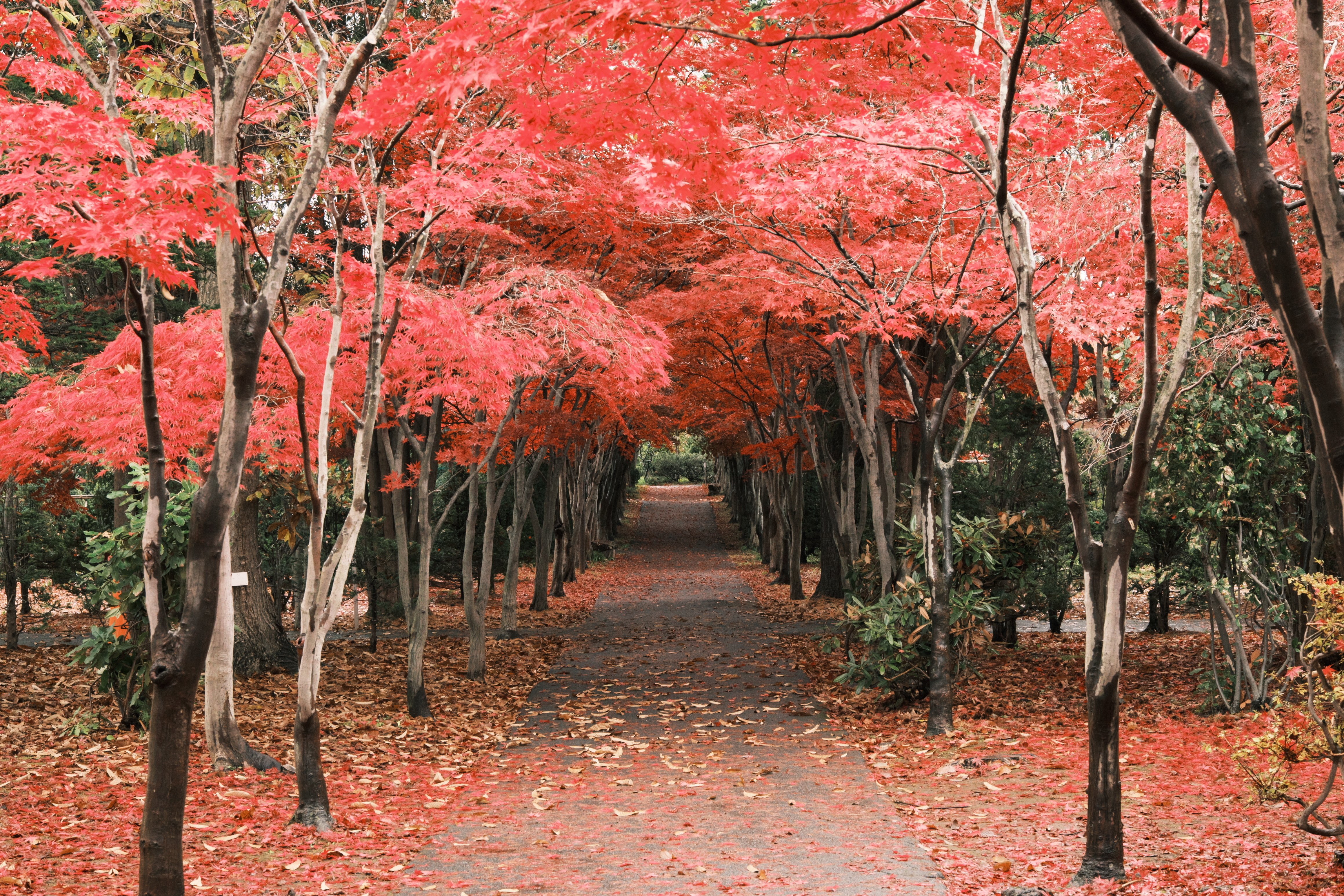 富士フィルム ■画像処理ソフト/MAC FUJIFILM X-T5】紅葉撮影での現像ソフト対決！ そしてMacを