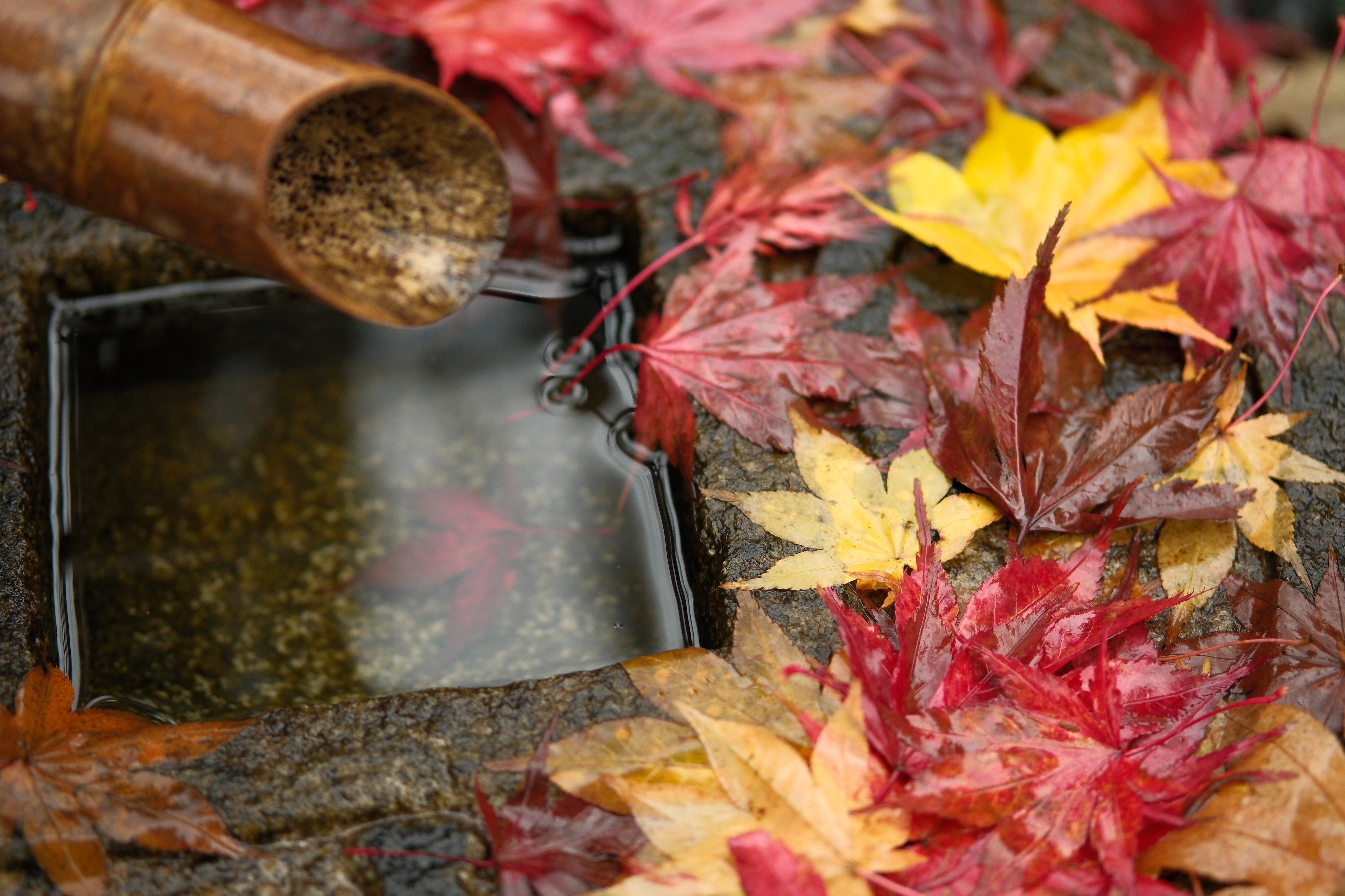 FUJIFILM X-T5】紅葉撮影での現像ソフト対決！ そしてMacを