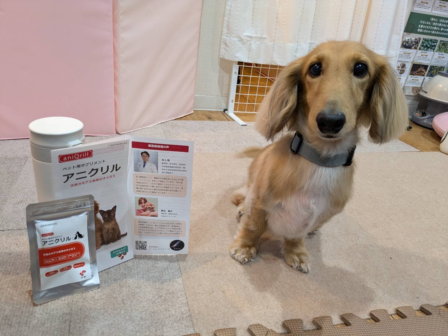 こちらは専用です 他の方は購入ご遠慮ください アニクリル 犬用サプリメント アニクリル（犬用・猫用） | KRPC online Trial shop