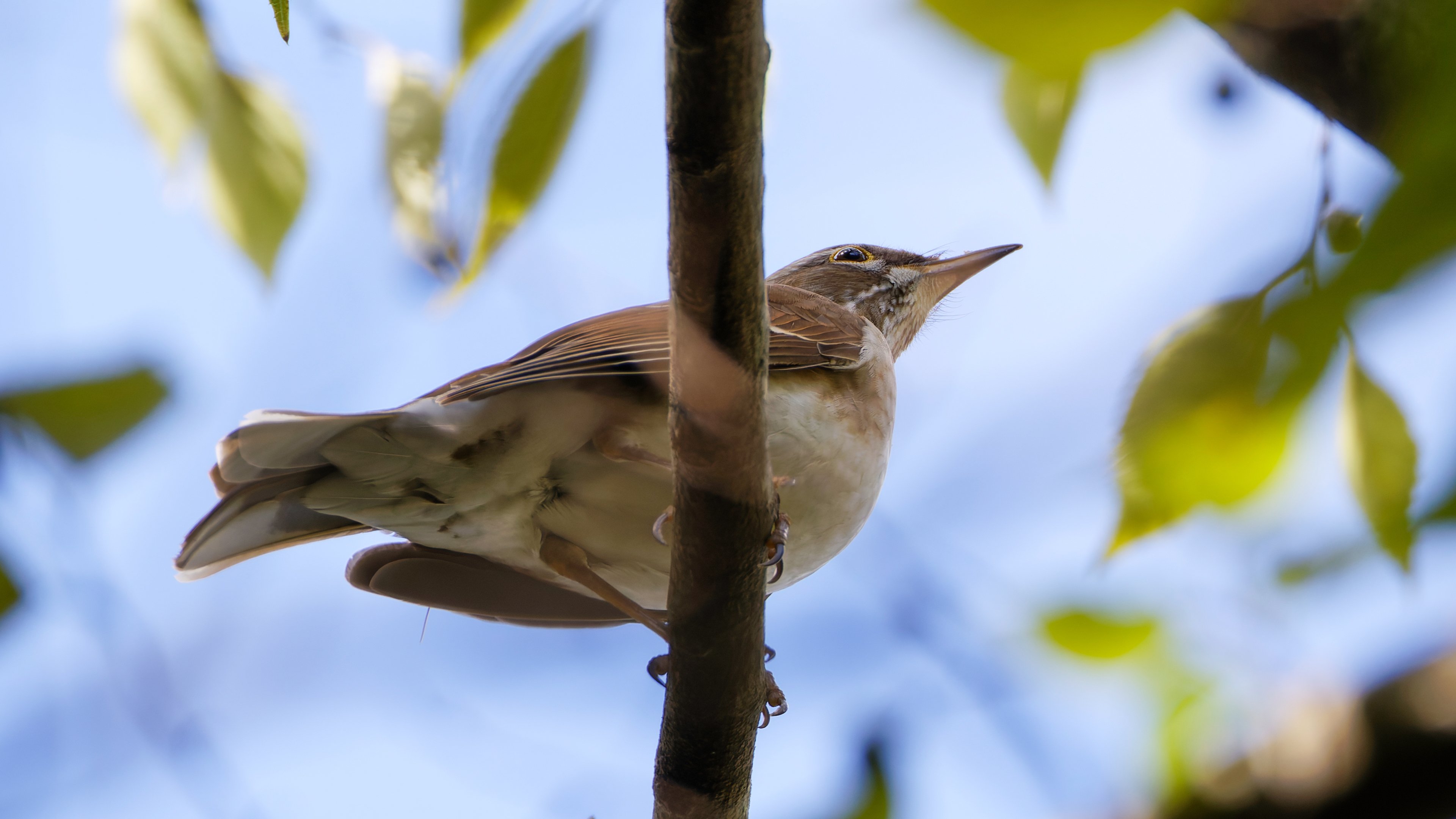 シロハラ 初「視」認｜神戸の野鳥note@きたの みつよし