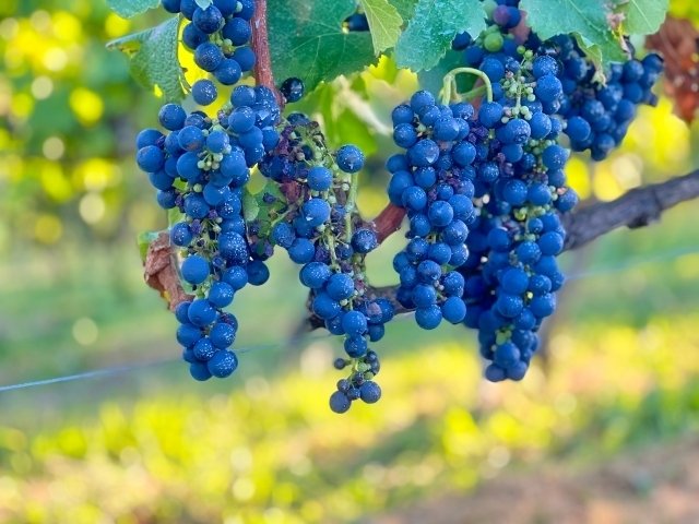 ワイナリーの葡萄