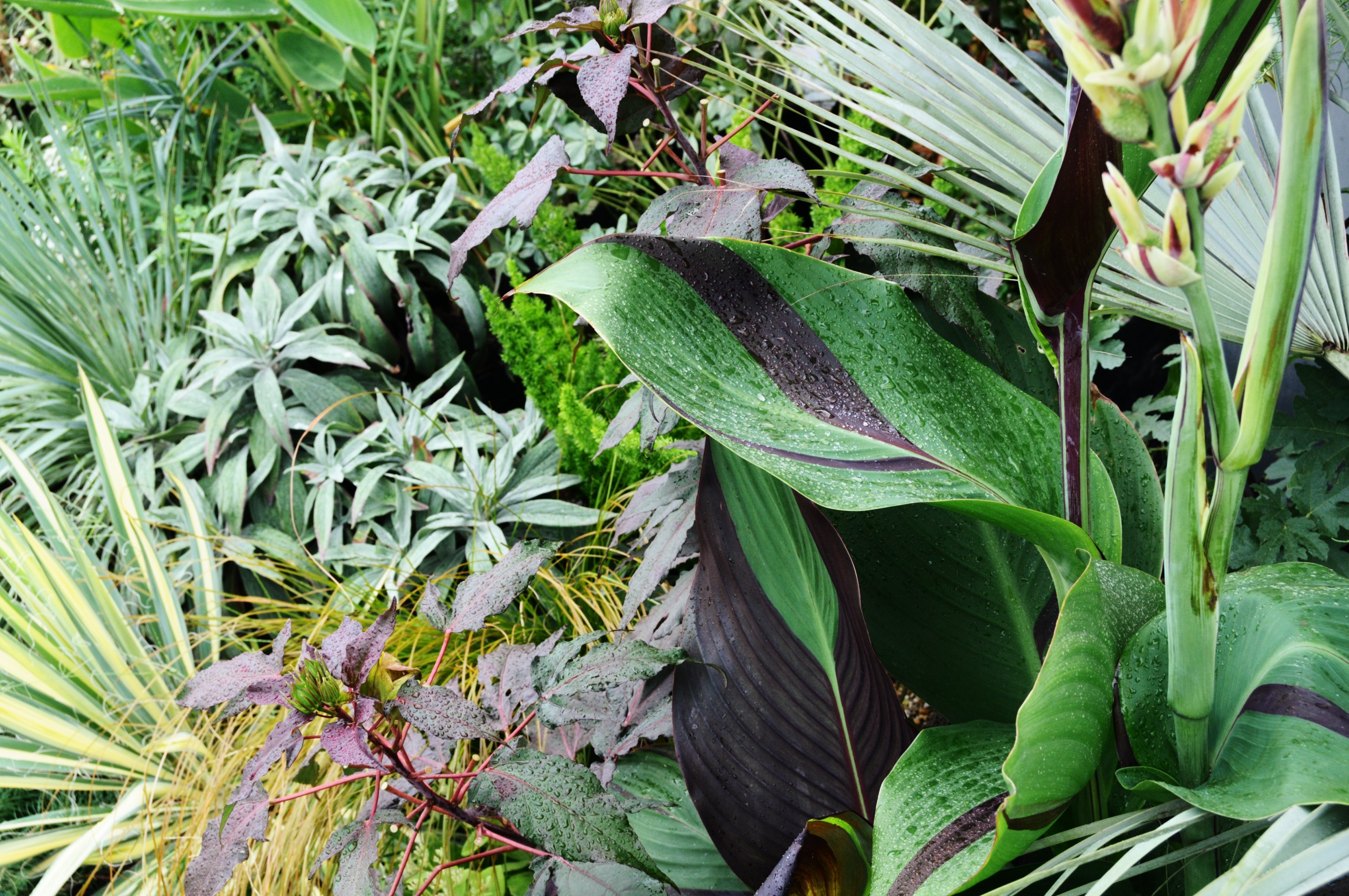 乙庭植物図鑑】20241106 カンナ 'クレオパトラ' Canna 'Cleopatra