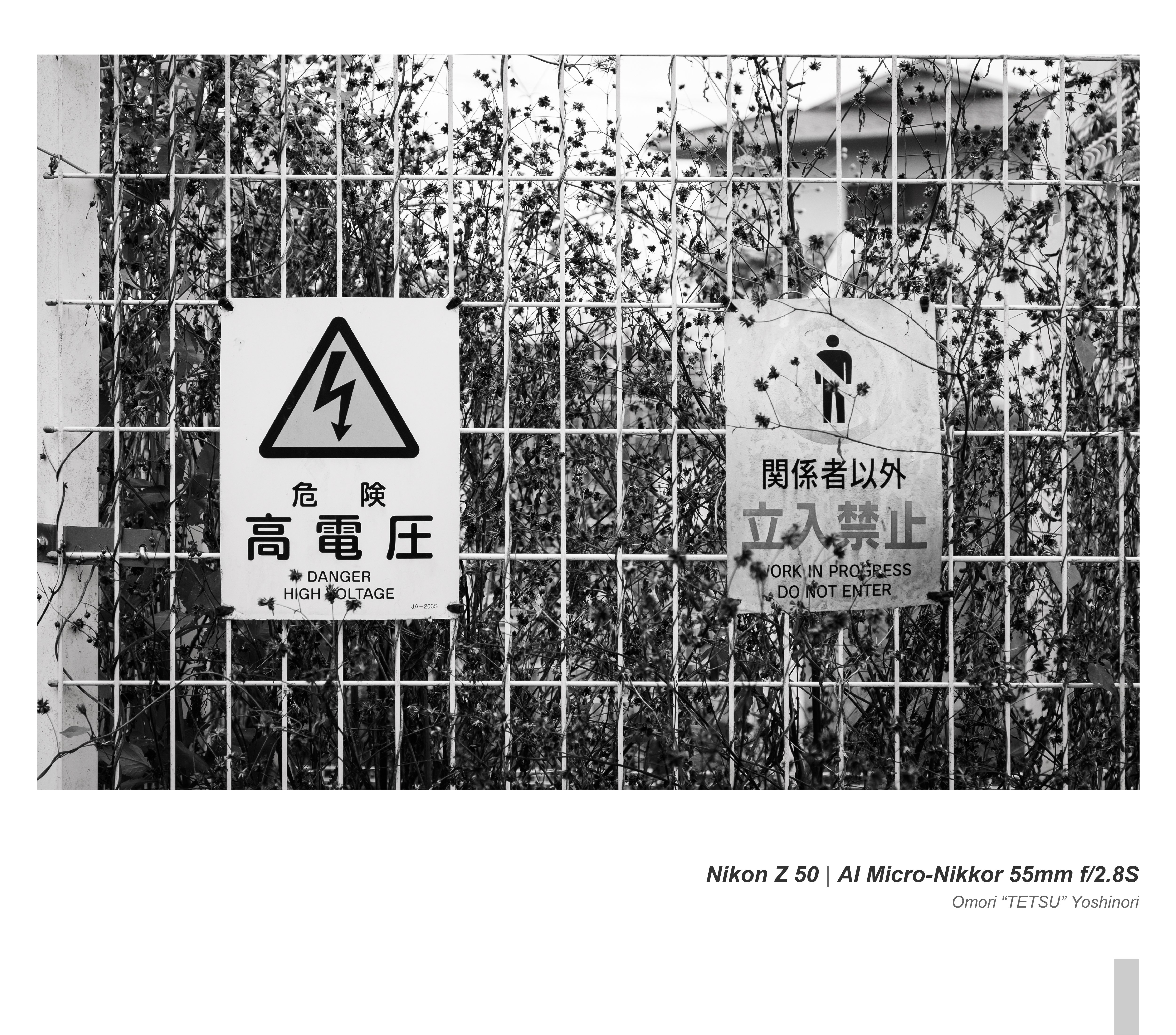 田園風景を撮りながら半年経ったNikon Z 50を考える｜Omori 