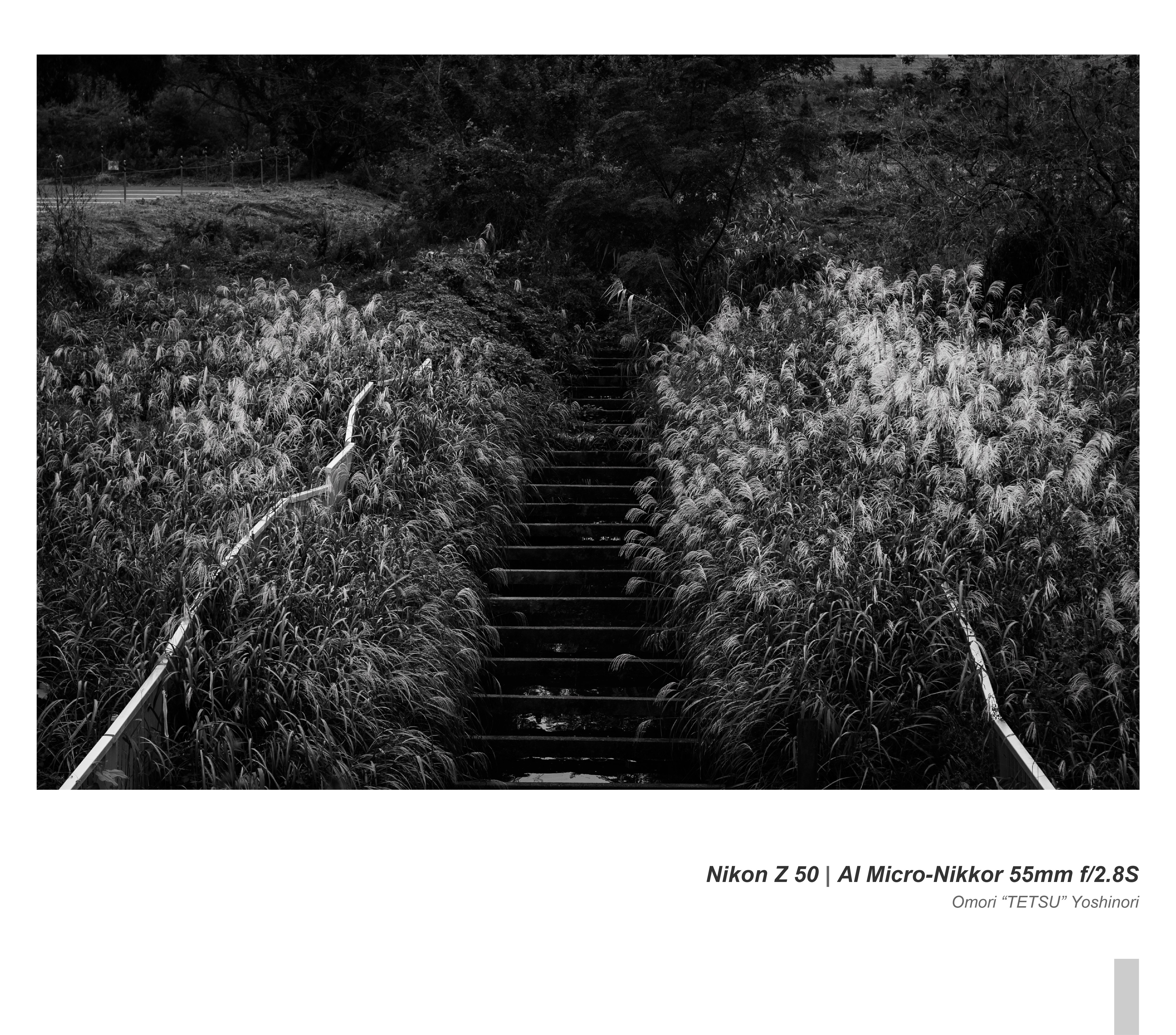 田園風景を撮りながら半年経ったNikon Z 50を考える｜Omori 