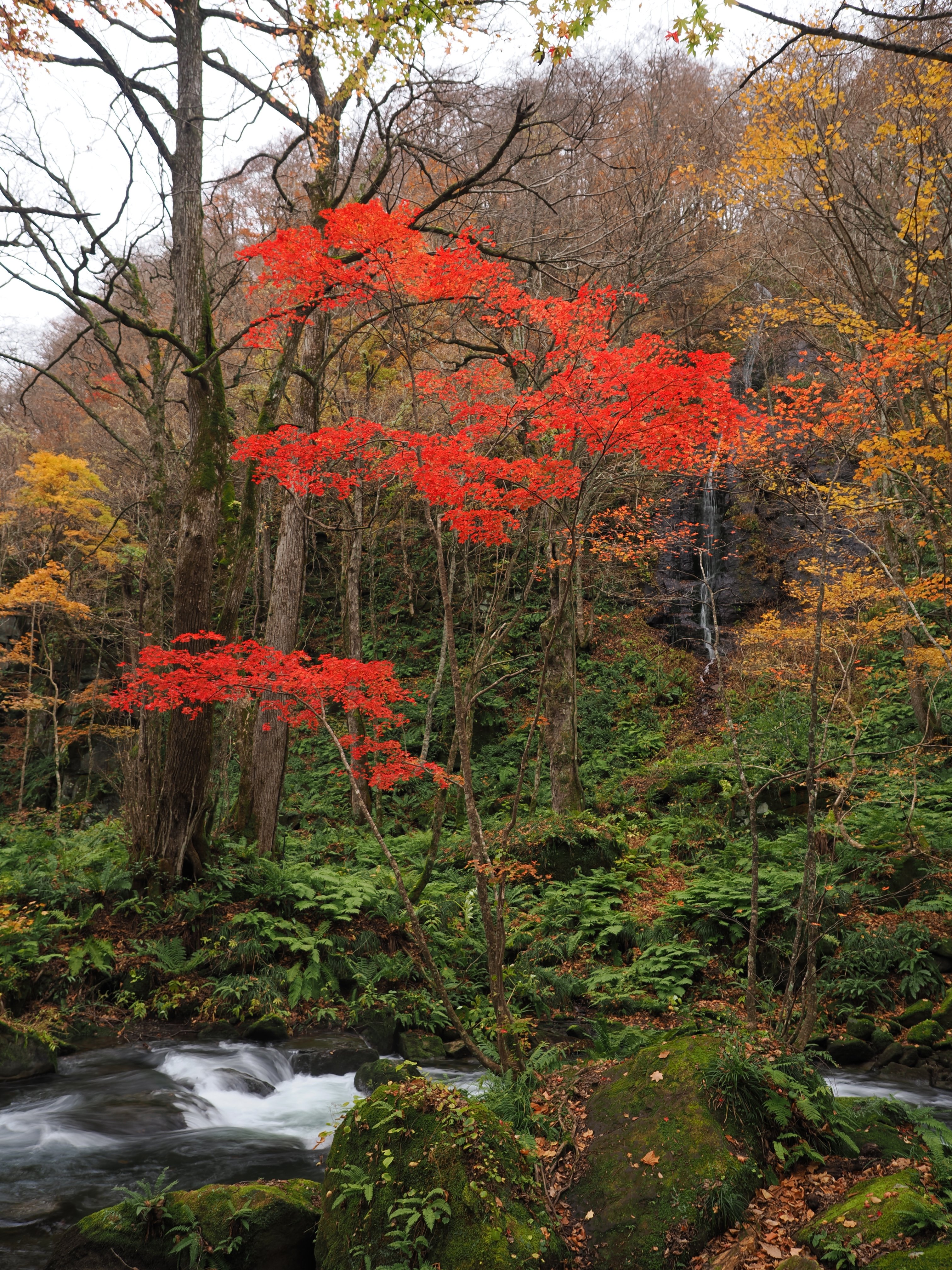 今日の奥入瀬渓流 24/11/6｜奥入瀬日和@星野リゾート