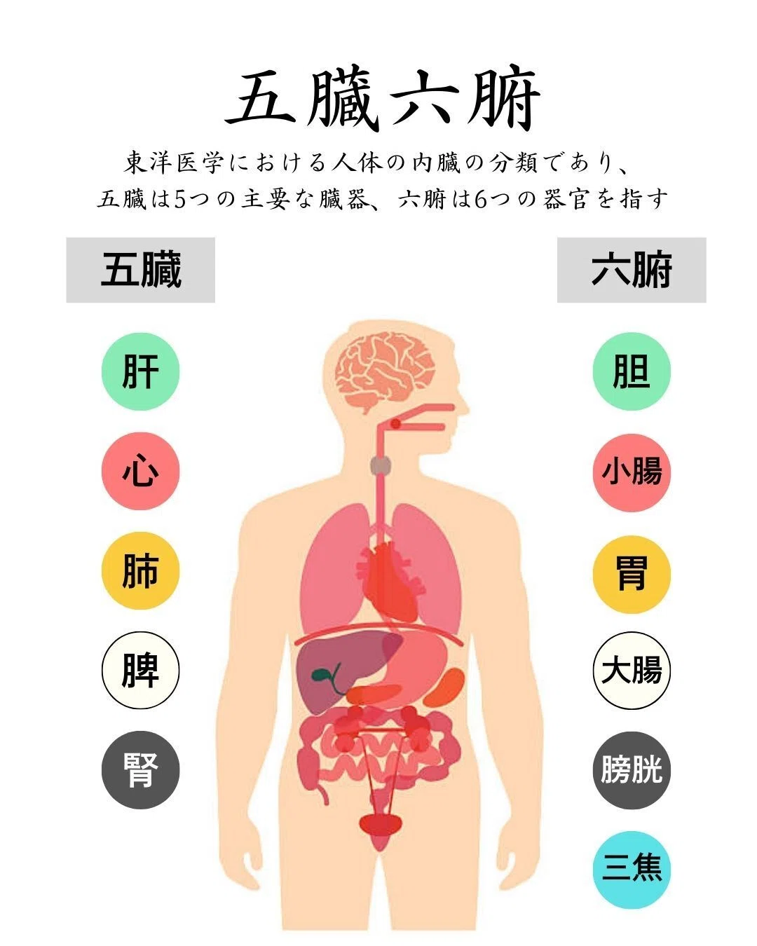 五臓 六腑 と は