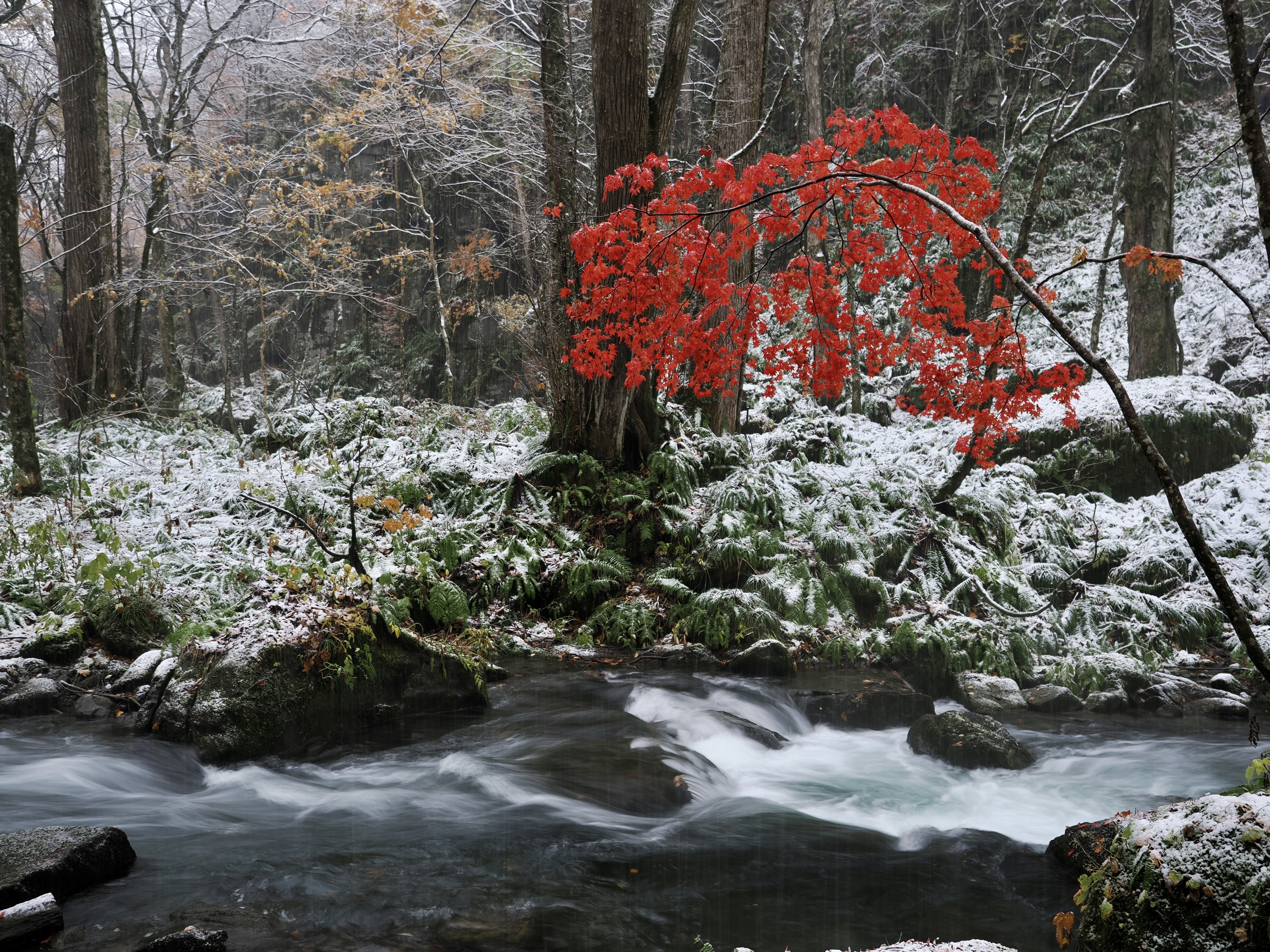 立冬の初雪 【奥入瀬 24/11/7】｜奥入瀬日和@星野リゾート