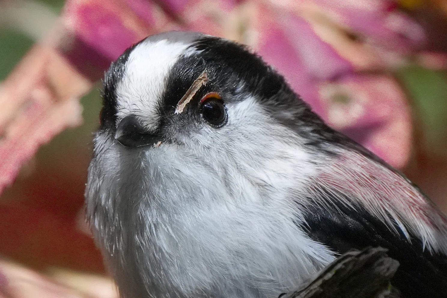 今日の鳥見散歩🚶エナガの眉毛とルリビタキ🐦｜めい