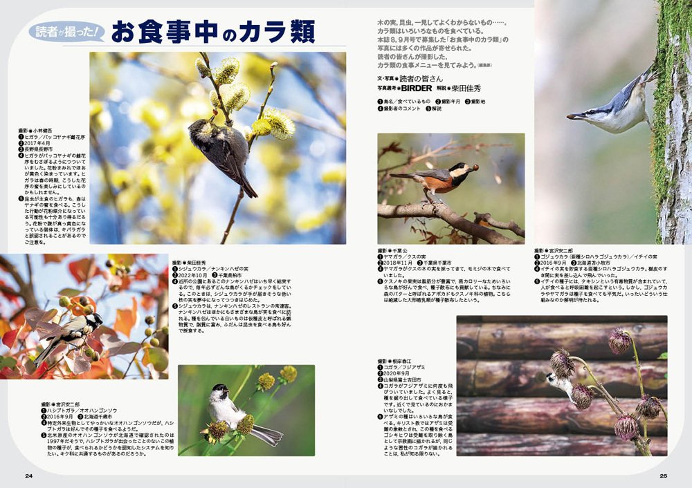 BIRDER12月号の見どころ|ブンイチ(文一総合出版) BIRDER12月号の見どころ|ブンイチ(文一総合出版)
