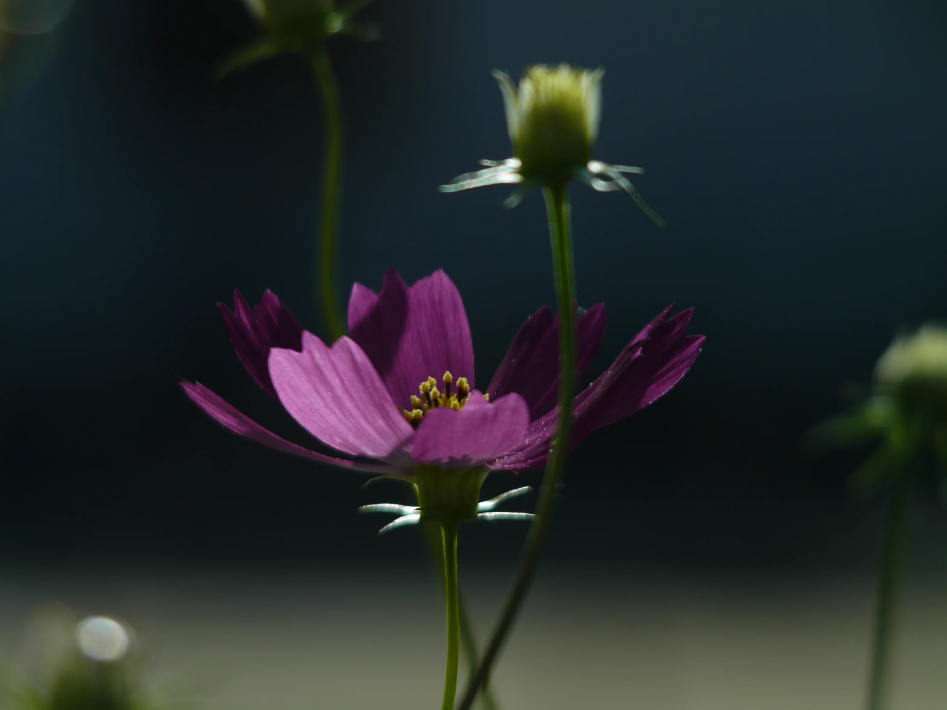 レンズ沼あれこれ：RICOH RIKENON P ZOOM 28-105mm F3.5-4.5 MACRO