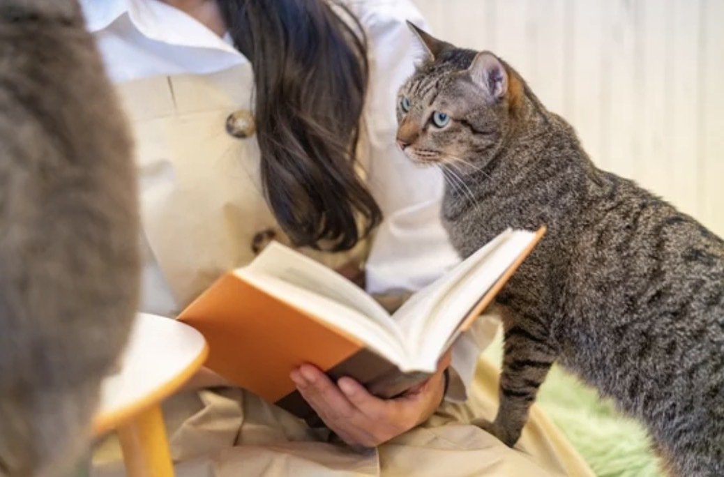 猫の腎臓病と酸化ストレスの関係とは