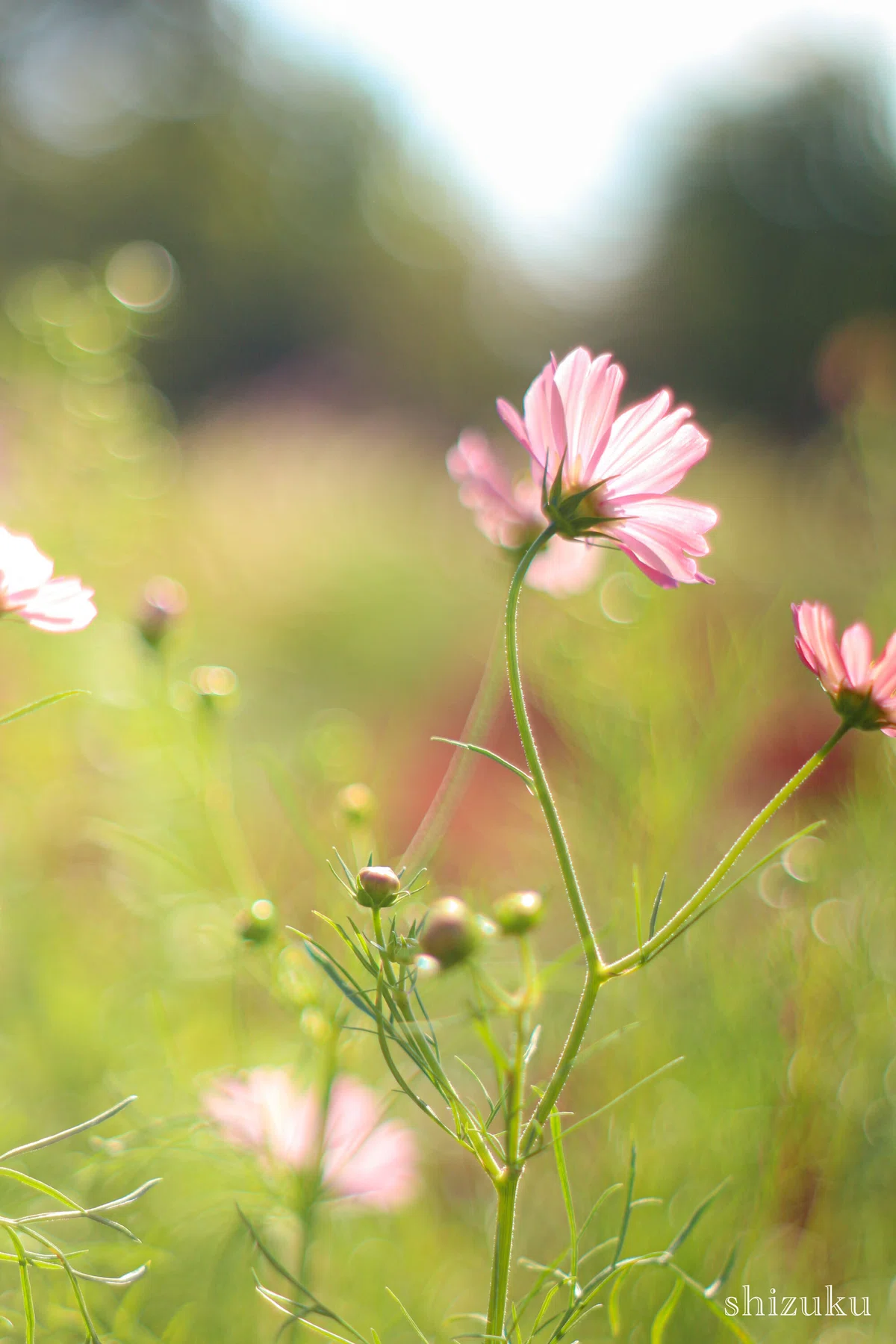 Flower Stroll #28 ~Autumn Color Stroll * Cosmos at Showa Kinen Park ...