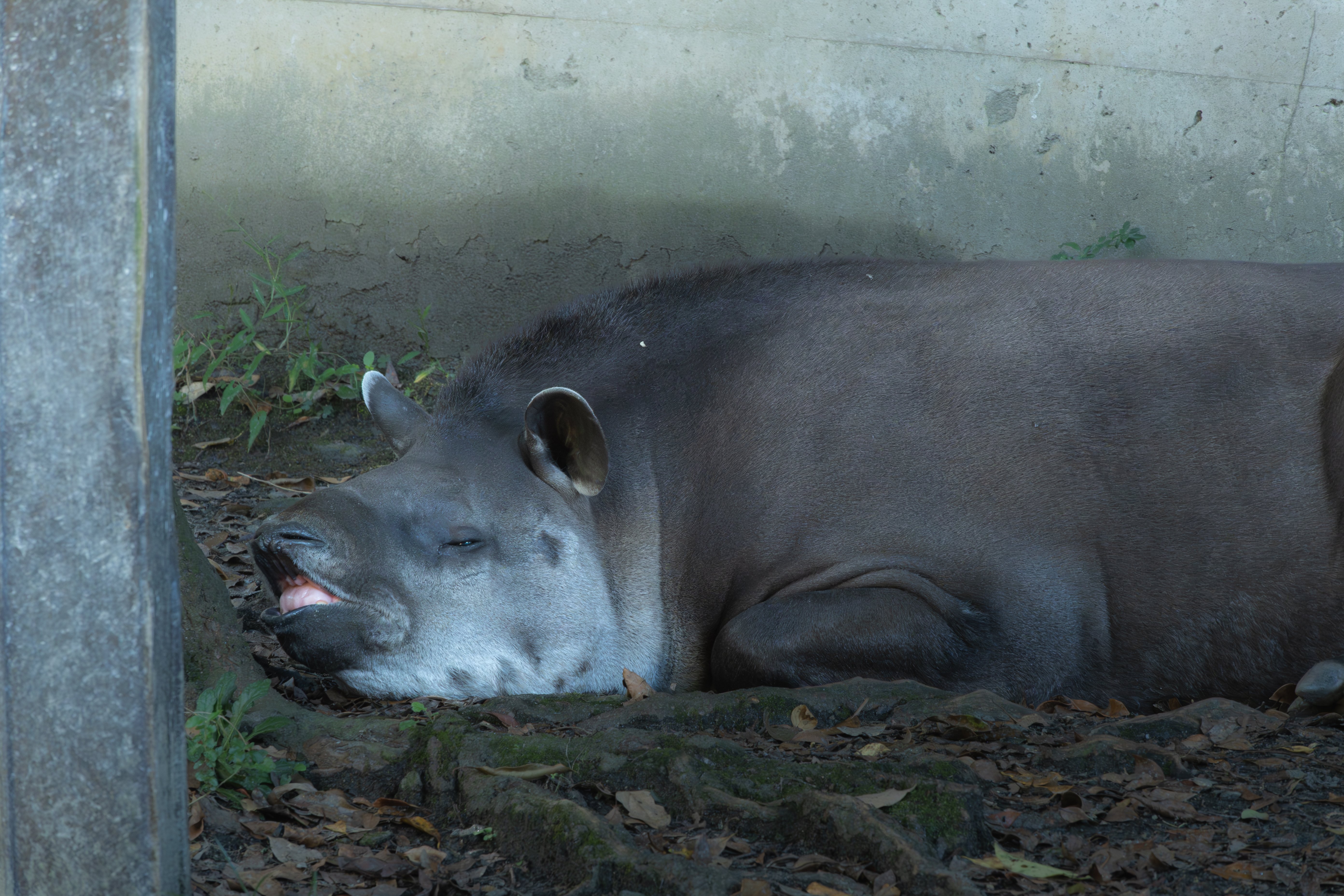 α6700とZfcで動物撮影②長崎バイオパーク｜ほびマガ