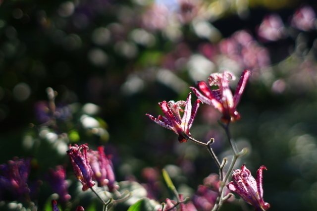 レンズ沼の歩き方」Canon EF28mm F1.8 USM / RF28mm F2.8 STM レンズ沼の歩き方」Canon EF28mm F1.8 USM / RF28mm F2.8 STM
