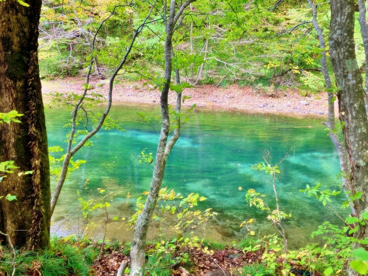 林檎は丸齧りに限る｜青森・奥入瀬渓流｜綺世界探訪｜Magic Tourism