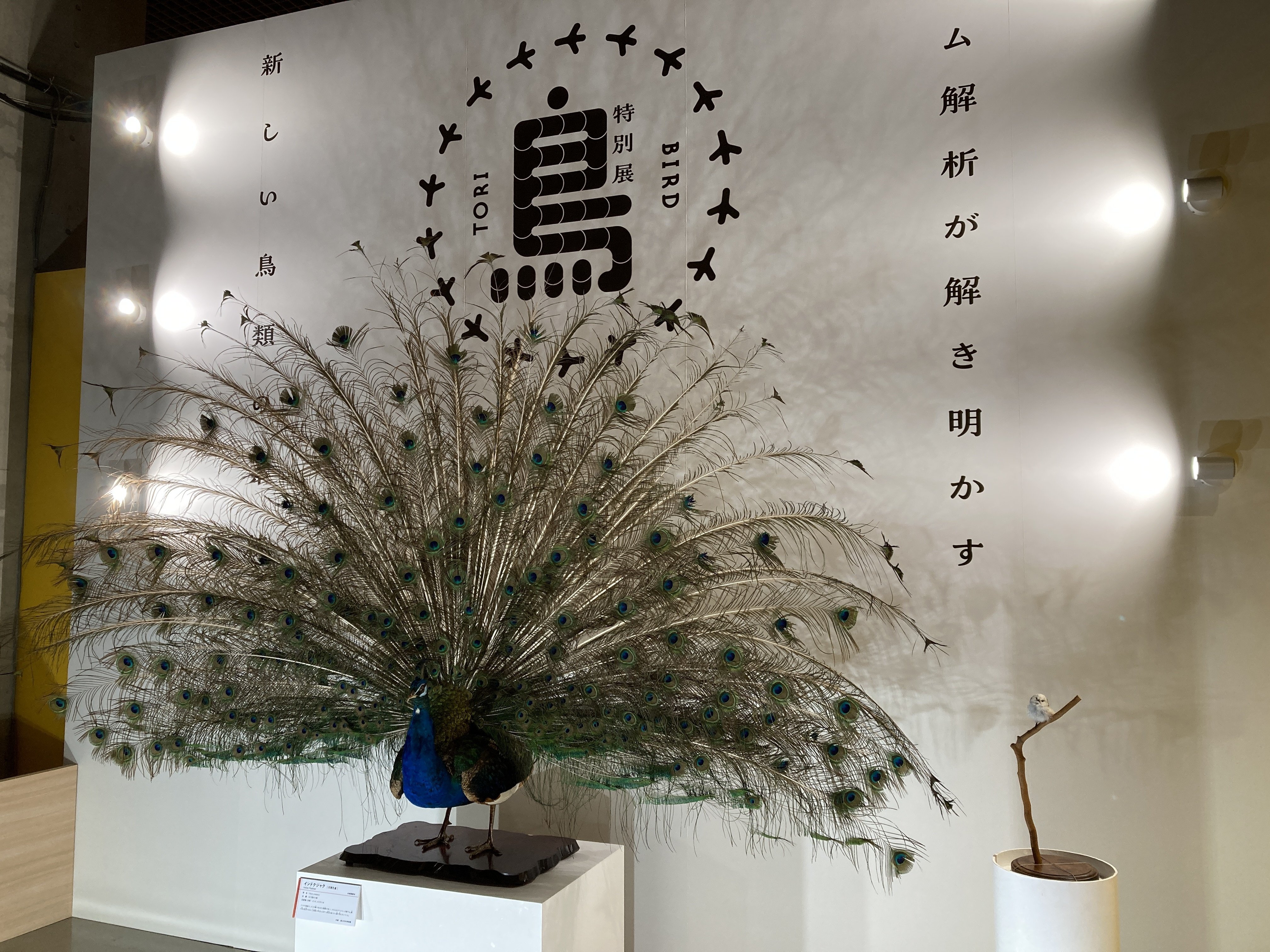国立科学博物館 特別展「鳥」｜巾凡