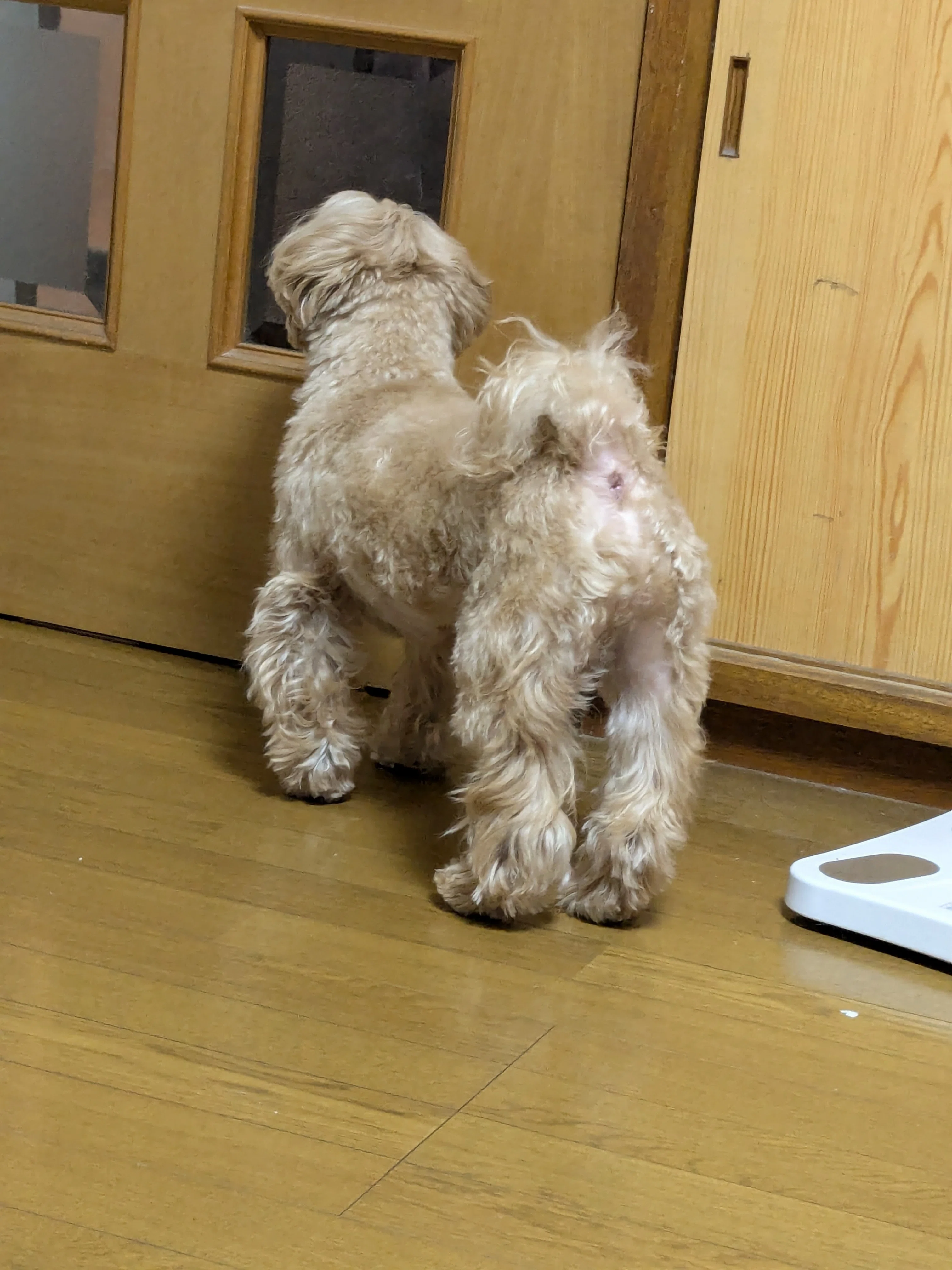 シリーズ ごはんまだですか?|川崎とーちゃん