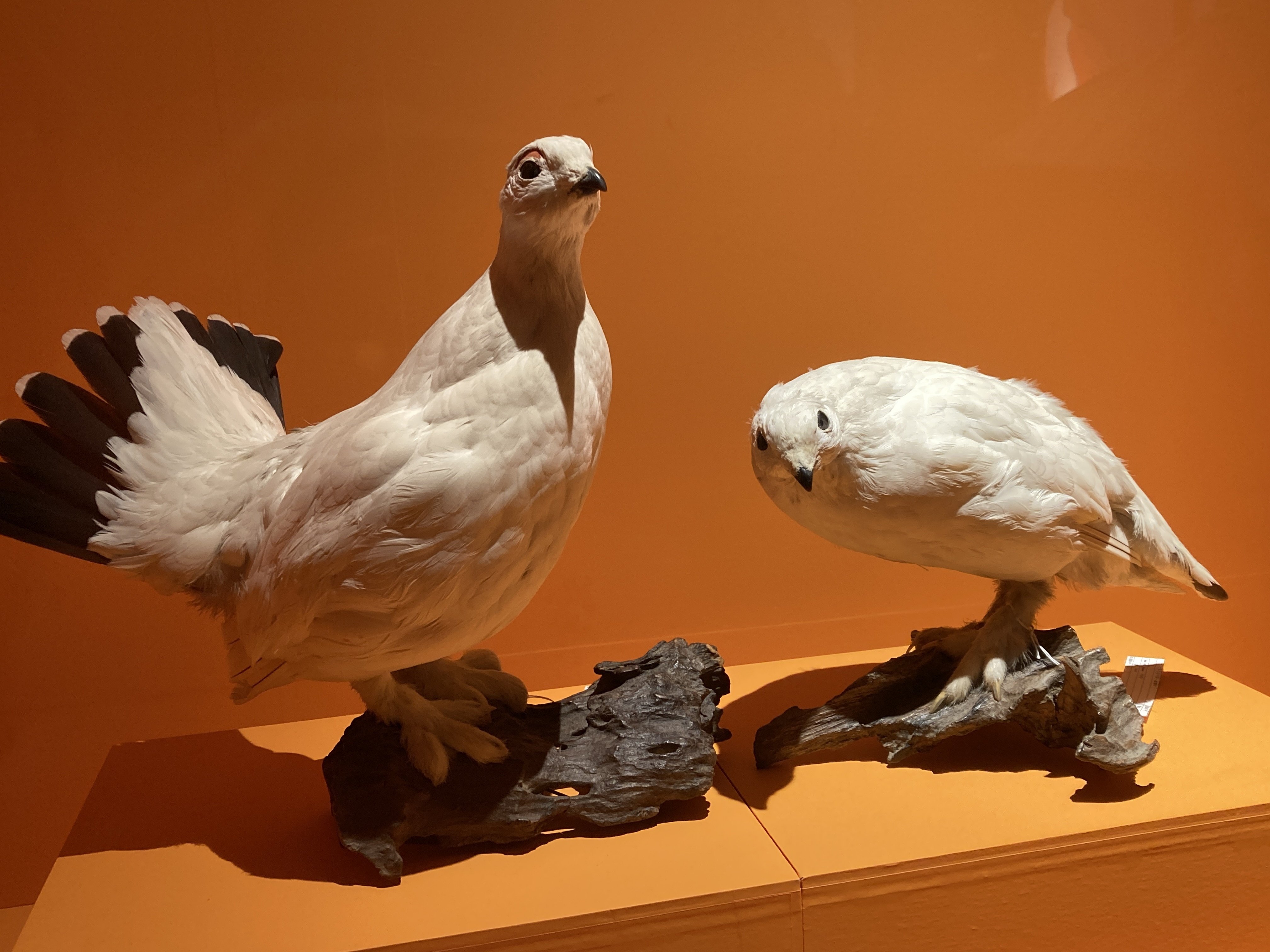 国立科学博物館 特別展「鳥」｜巾凡