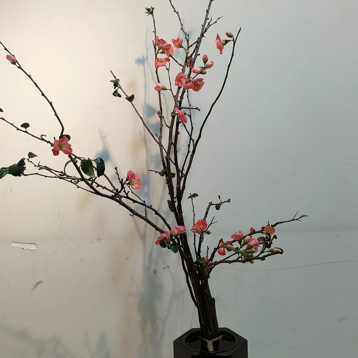 器の中の世界―今日のお花たち その43｜眠り猫