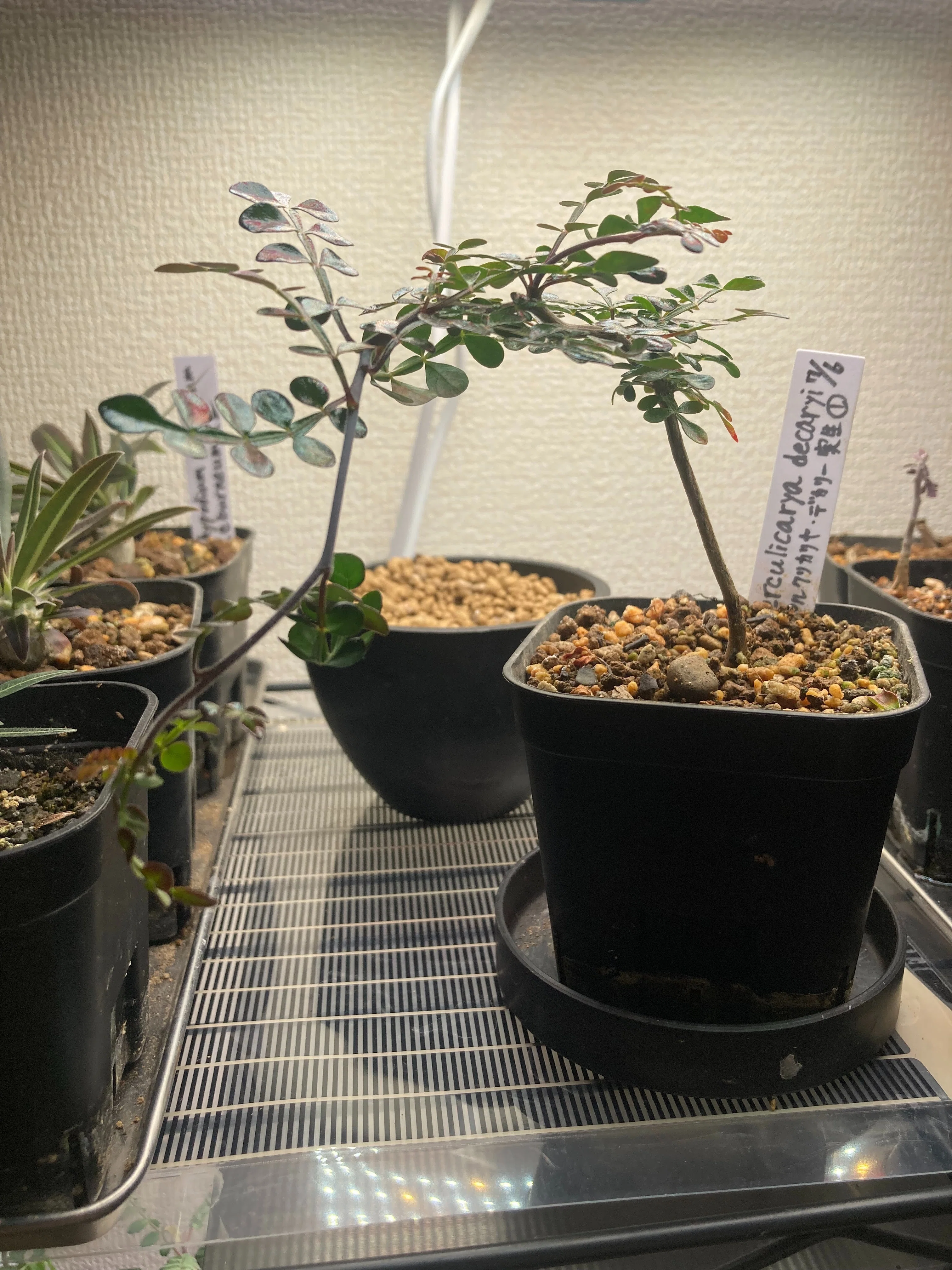 オペルクリカリア・デカリー実生 Pt.3｜.plants bless you.