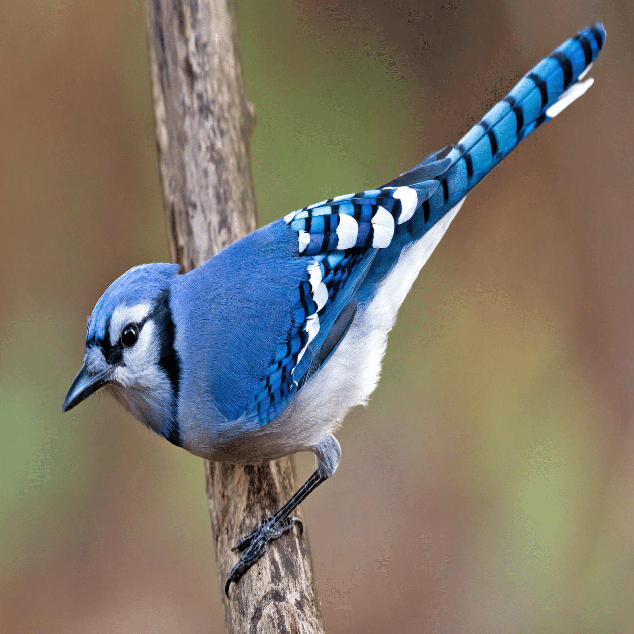 シカゴでバードウォッチング！】 Blue Jay アオカケス｜ローリー