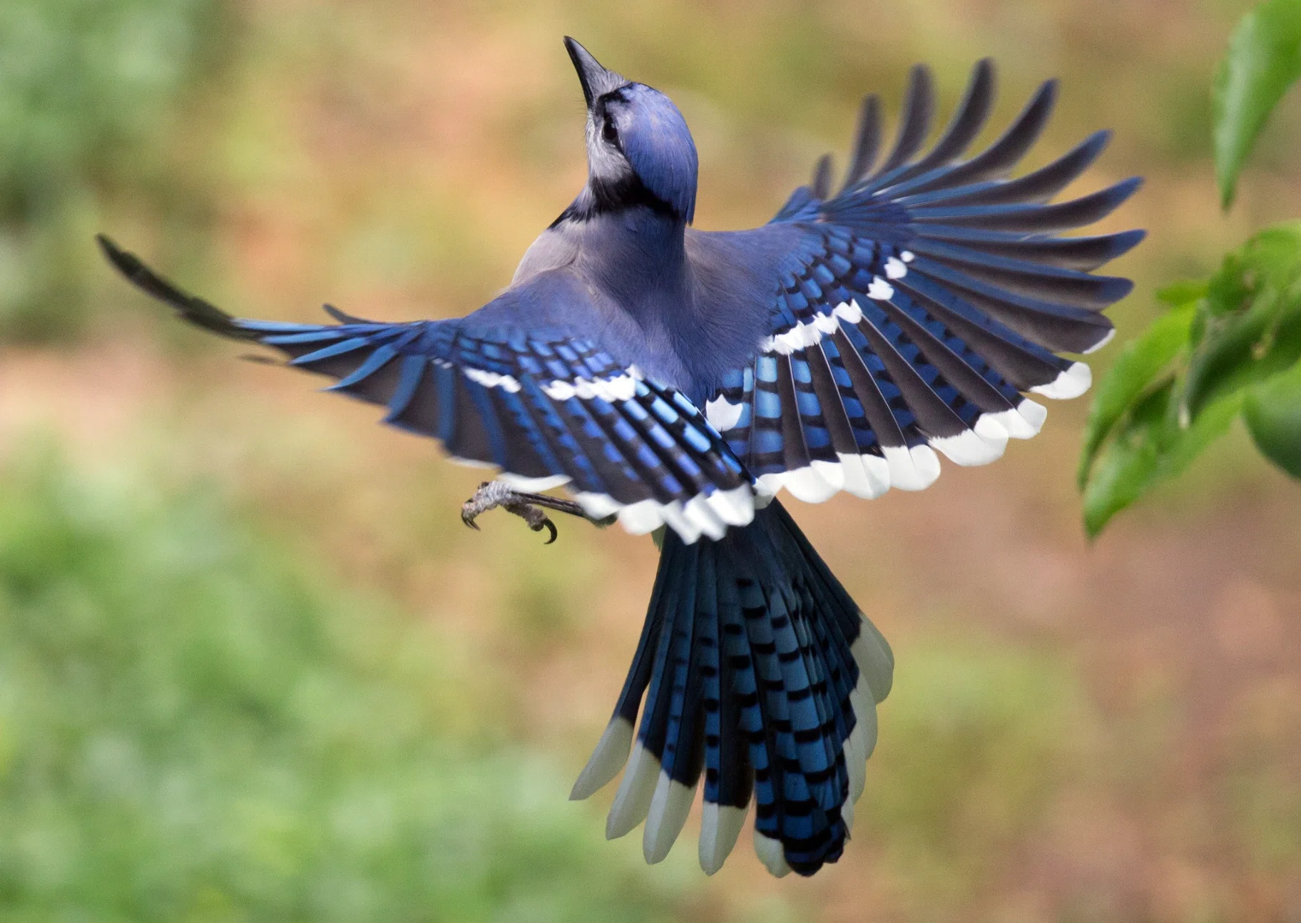 シカゴでバードウォッチング！】 Blue Jay アオカケス｜ローリー