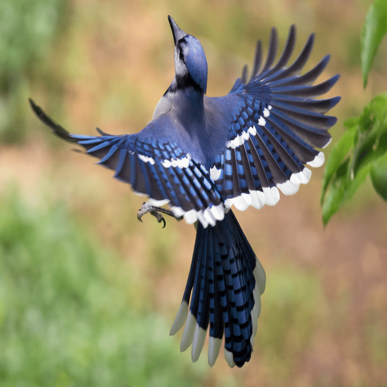 シカゴでバードウォッチング！】 Blue Jay アオカケス｜ローリー