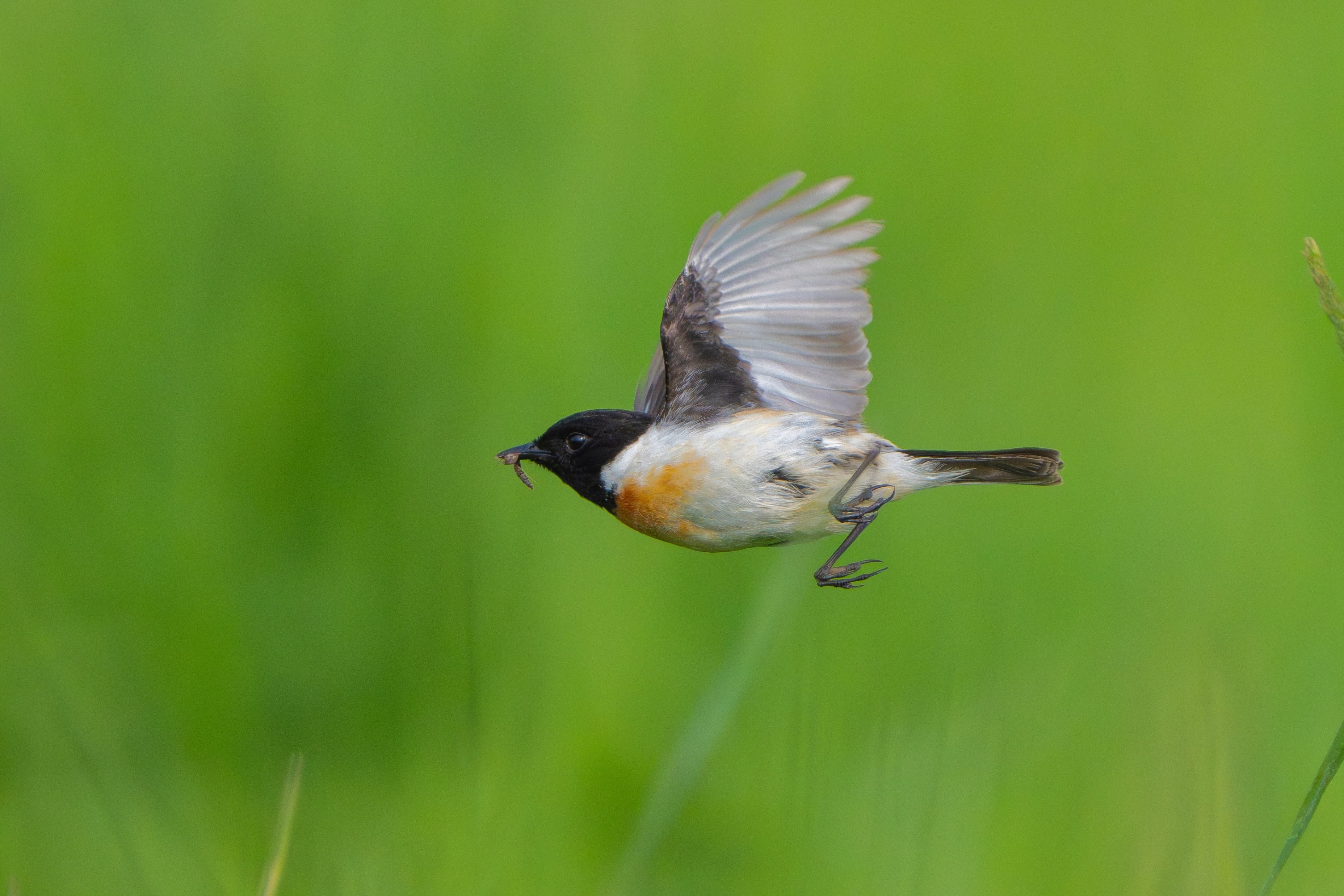 飛ぶ小鳥を撮る(2024)｜TOLIMAN Hondα