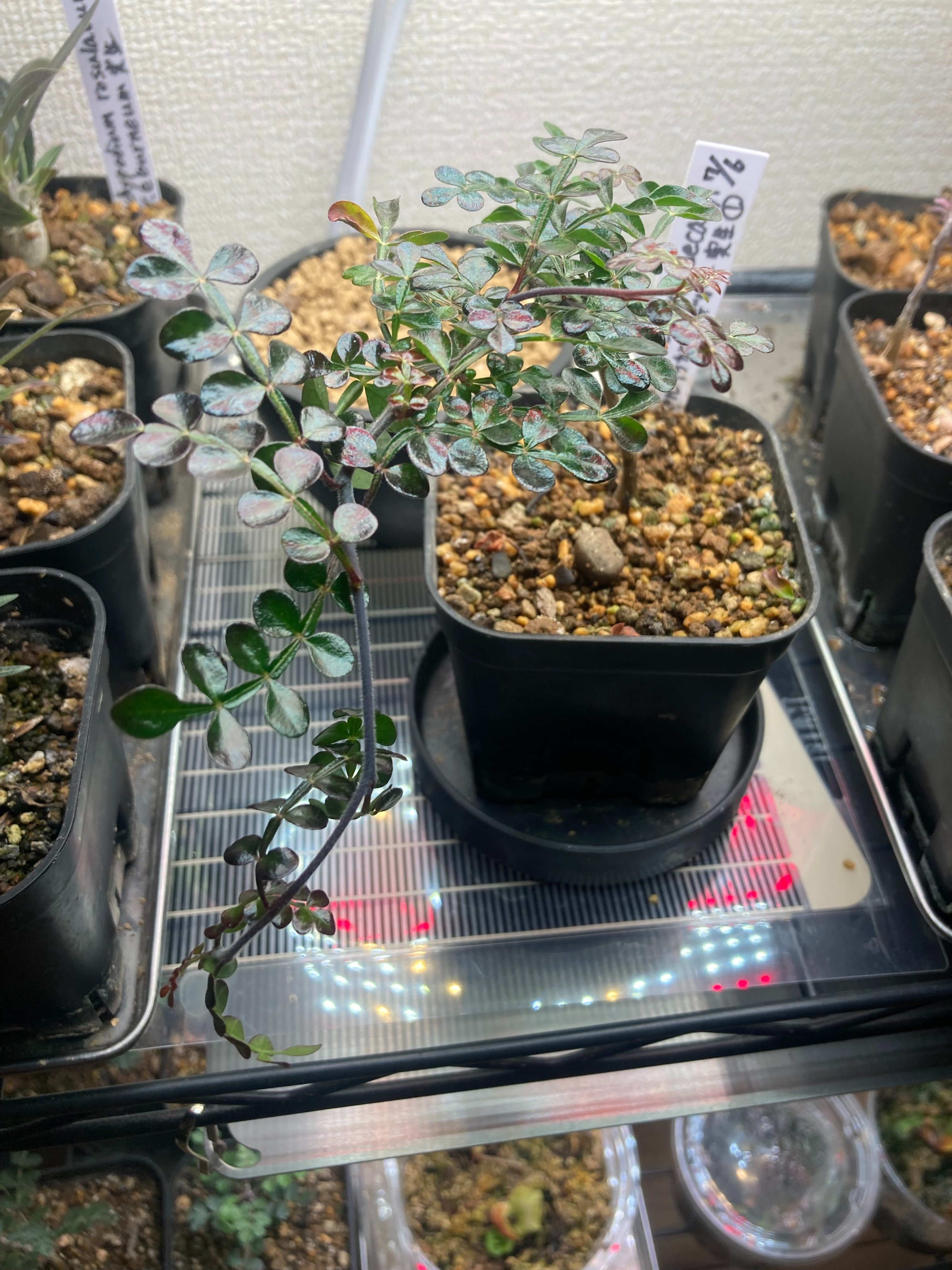 オペルクリカリア・デカリー実生 Pt.3|.plants bless you. オペルクリカリア・デカリー実生 Pt.3|.plants bless you.