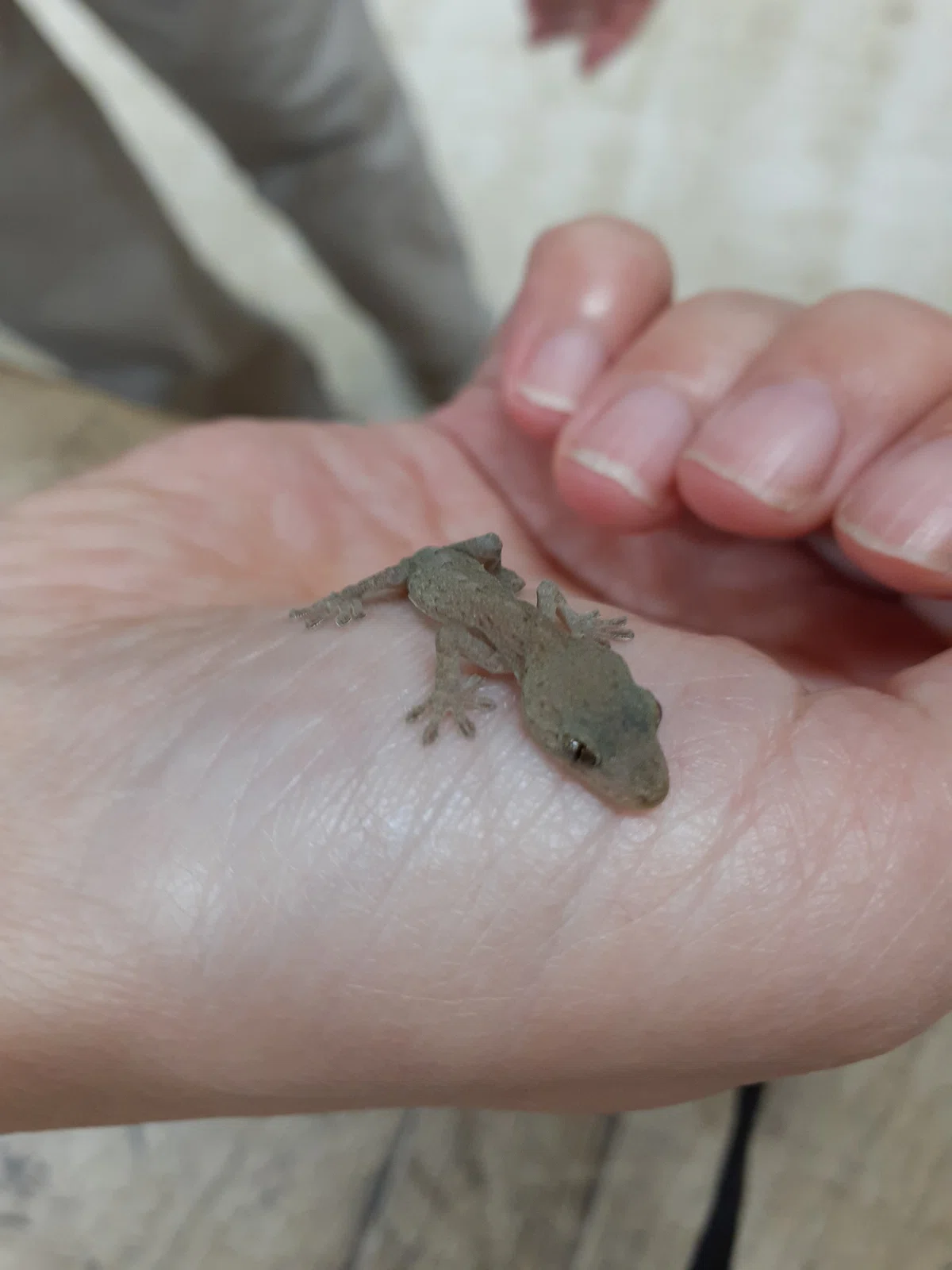 ヤモリは家の守り神|Nature Factory 東京町田