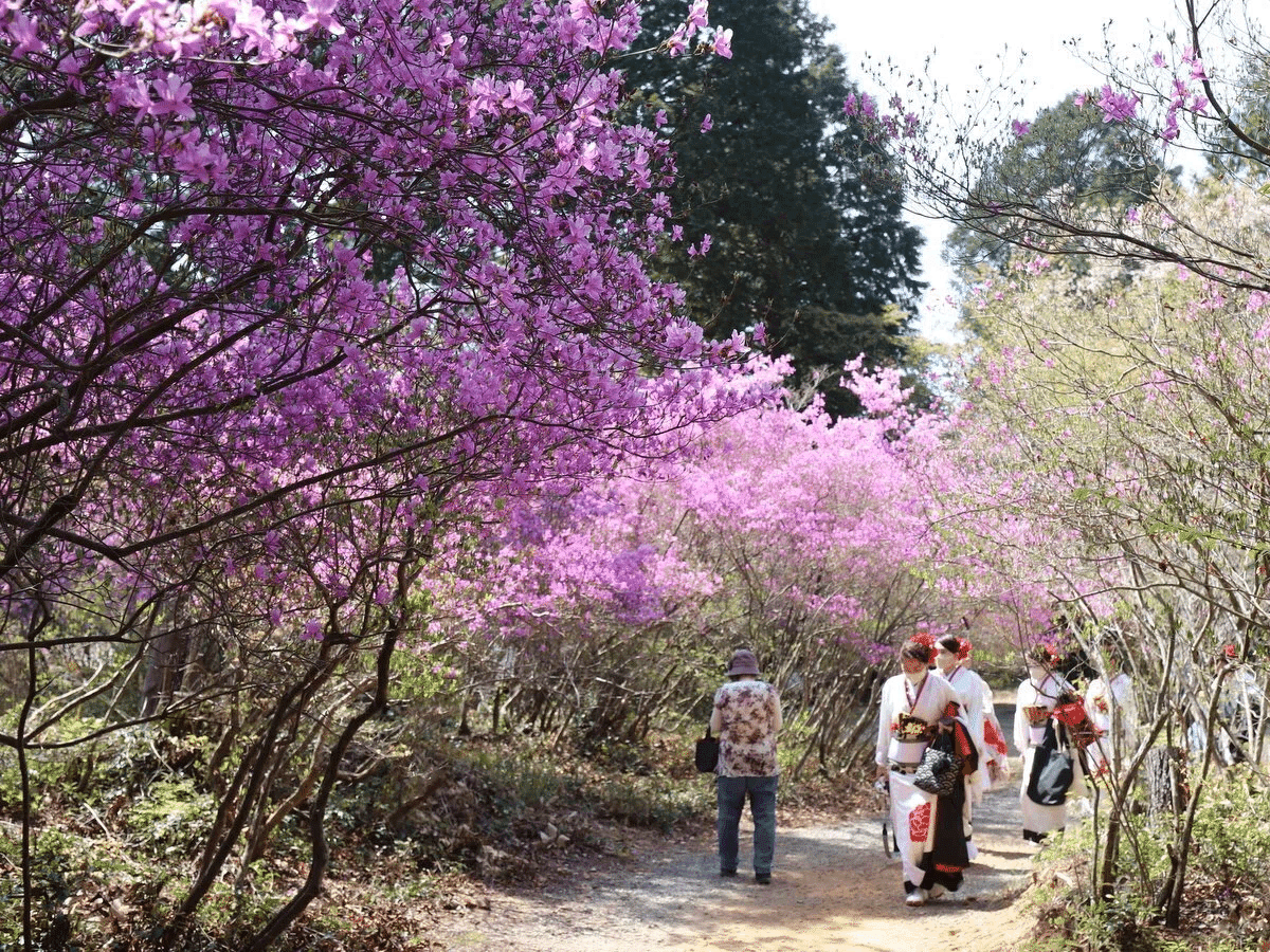 62．「つつじい」のツツジ旅｜sasayan