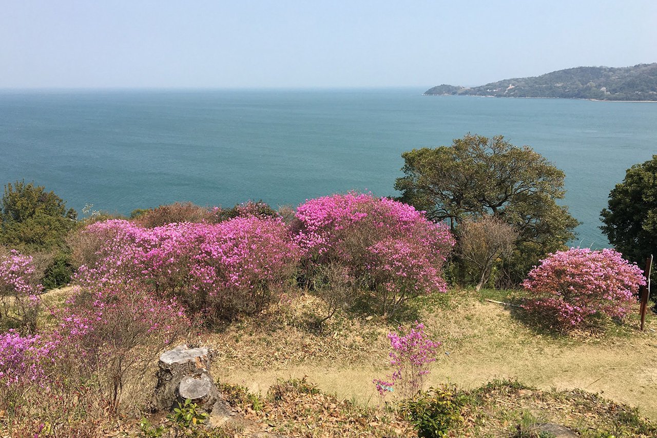 62．「つつじい」のツツジ旅｜sasayan