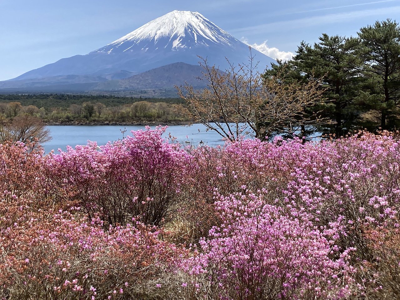 珠玉。。山採りミツバツツジ。 珠玉。。山採りミツバツツジ。 山採り