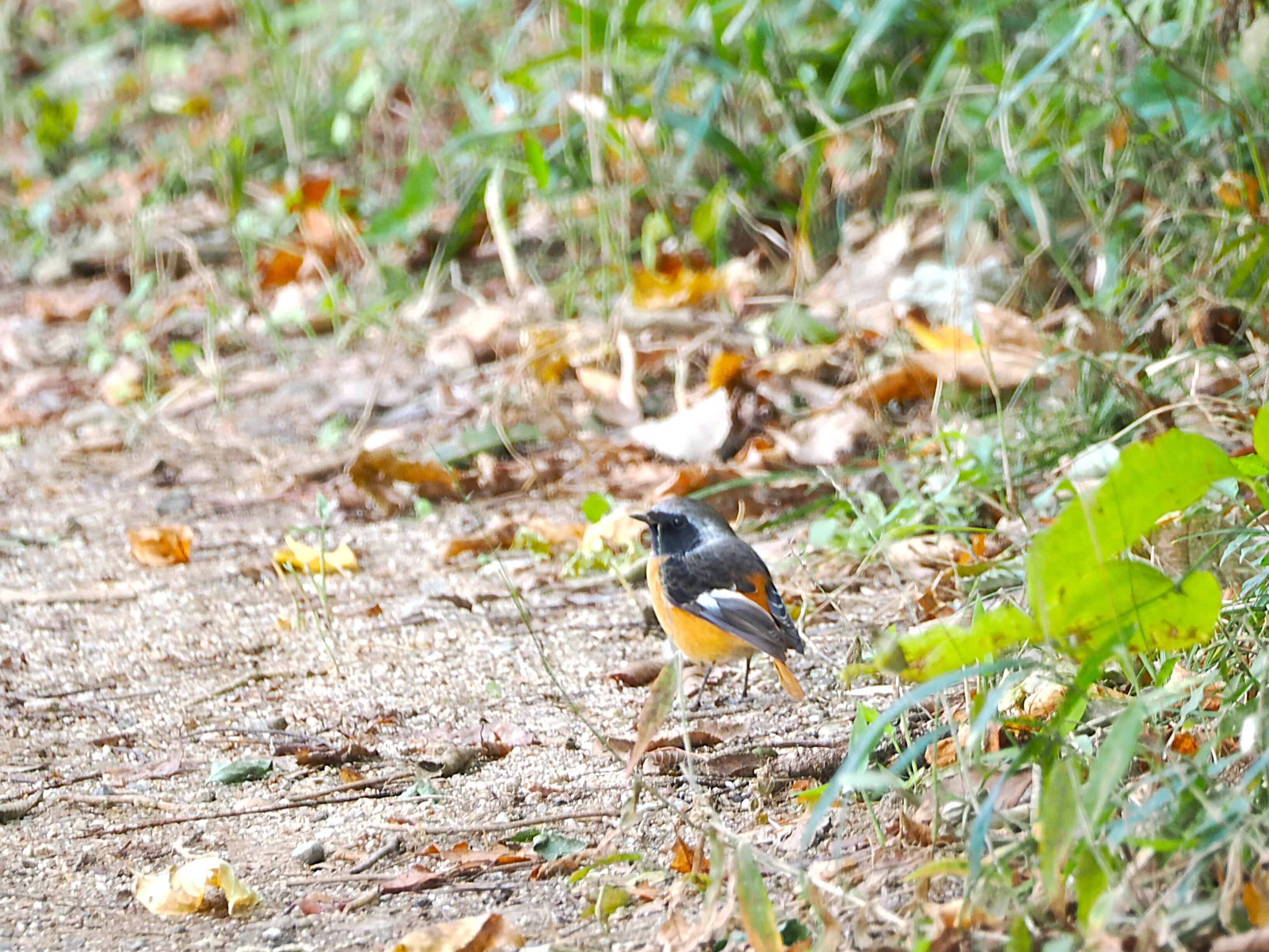 埼玉の公園で探鳥：前回のリベンジ｜もずきち